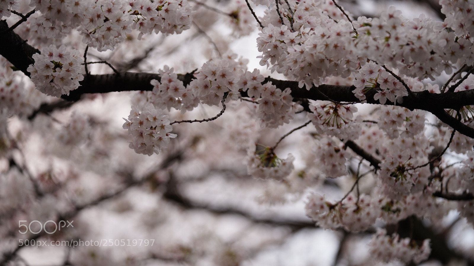 Sony a7R III sample photo. Untitled photography