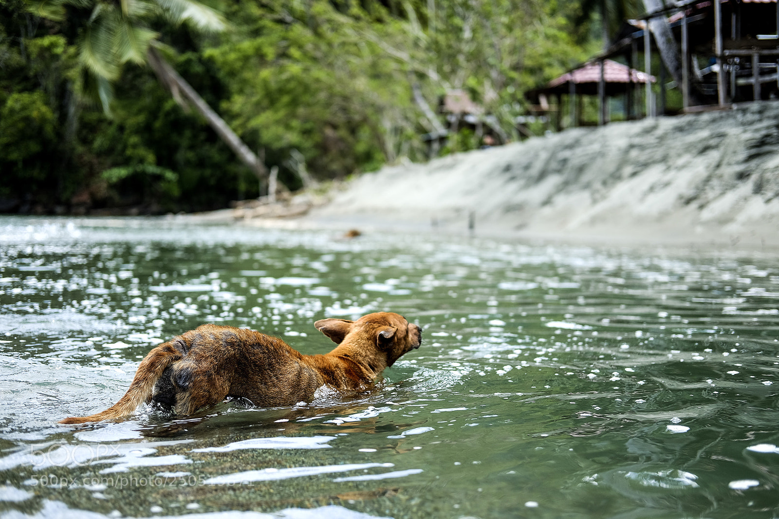 Fujifilm X-E2 sample photo. Doggo swim-swim~ ?? photography
