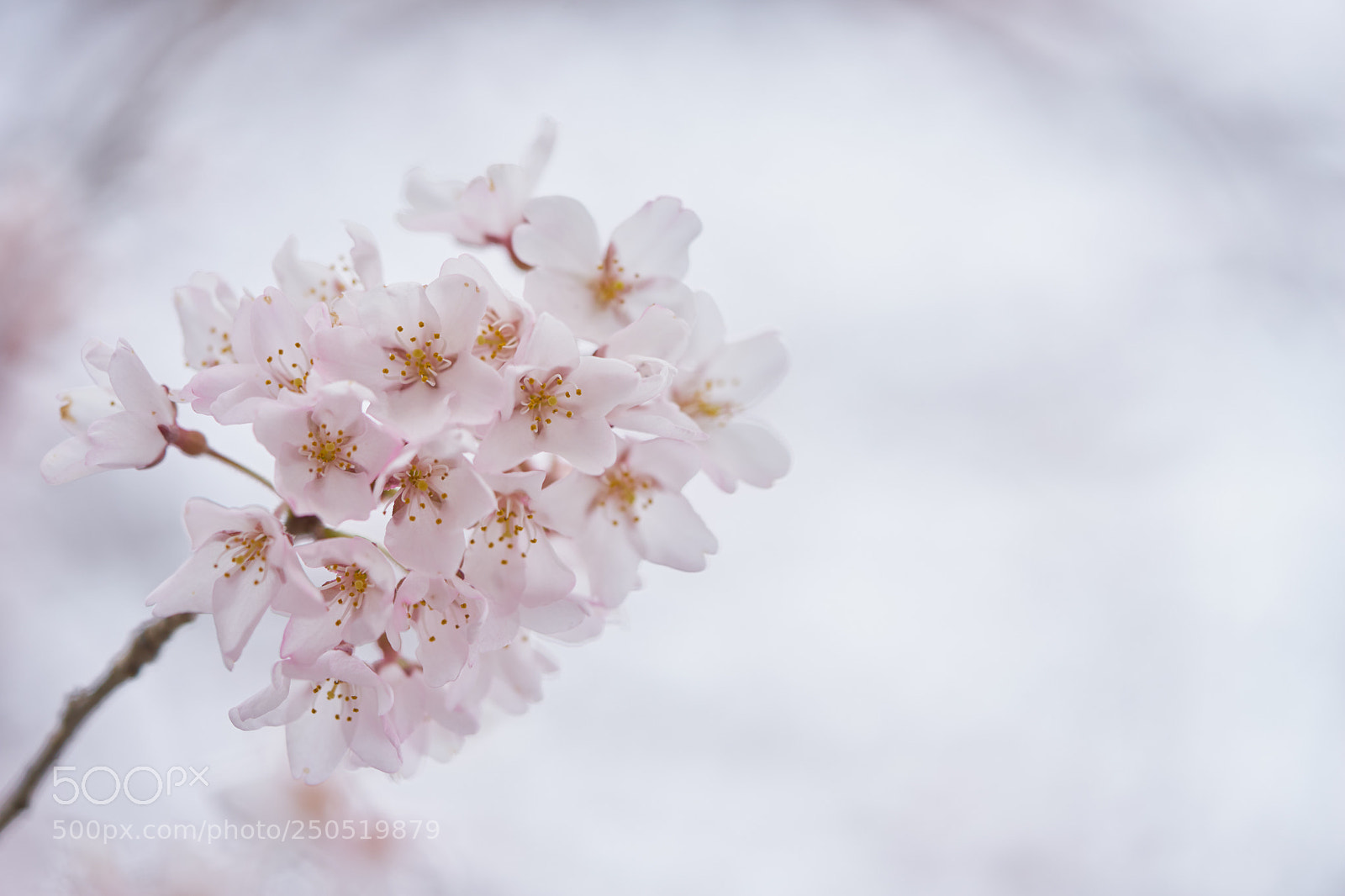 Sony a7 sample photo. Flowers 6292 photography