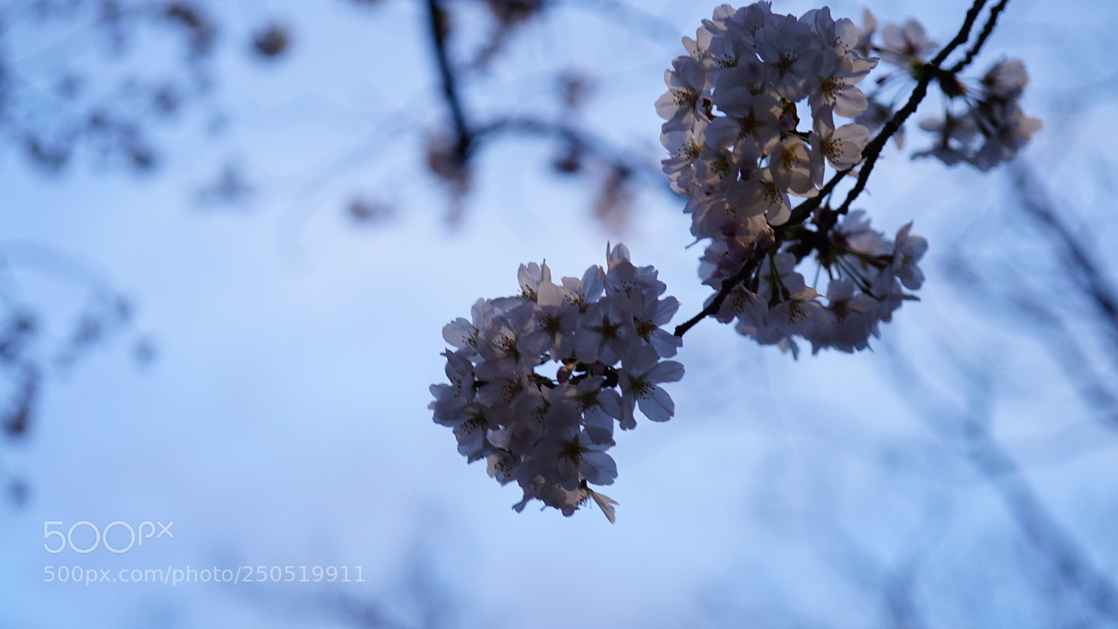 Sony a7S sample photo. Untitled photography