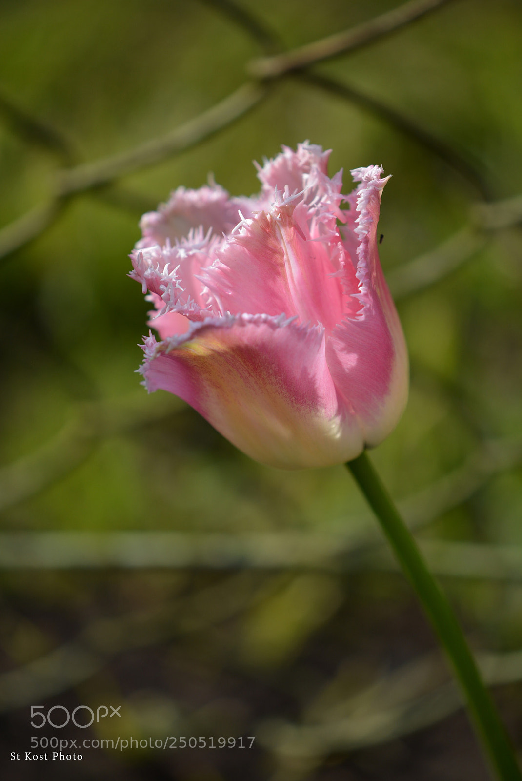 Nikon D5200 sample photo. Sunkissed photography