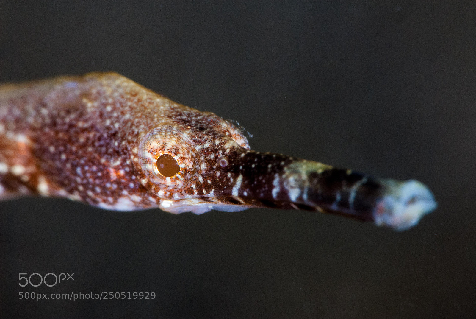 Nikon D200 sample photo. Pipefish photography