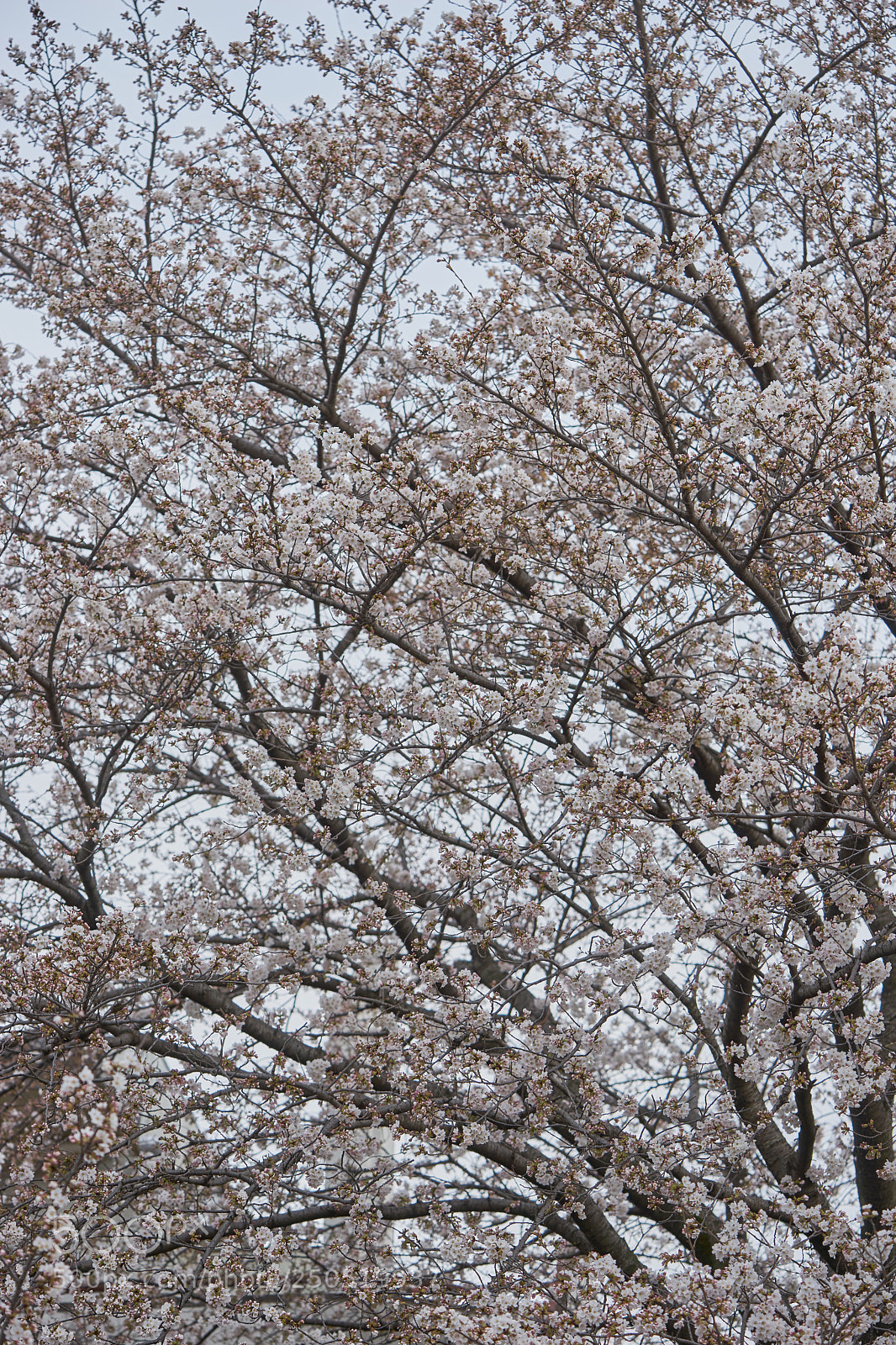 Sony a7 sample photo. Flowers 6293 photography
