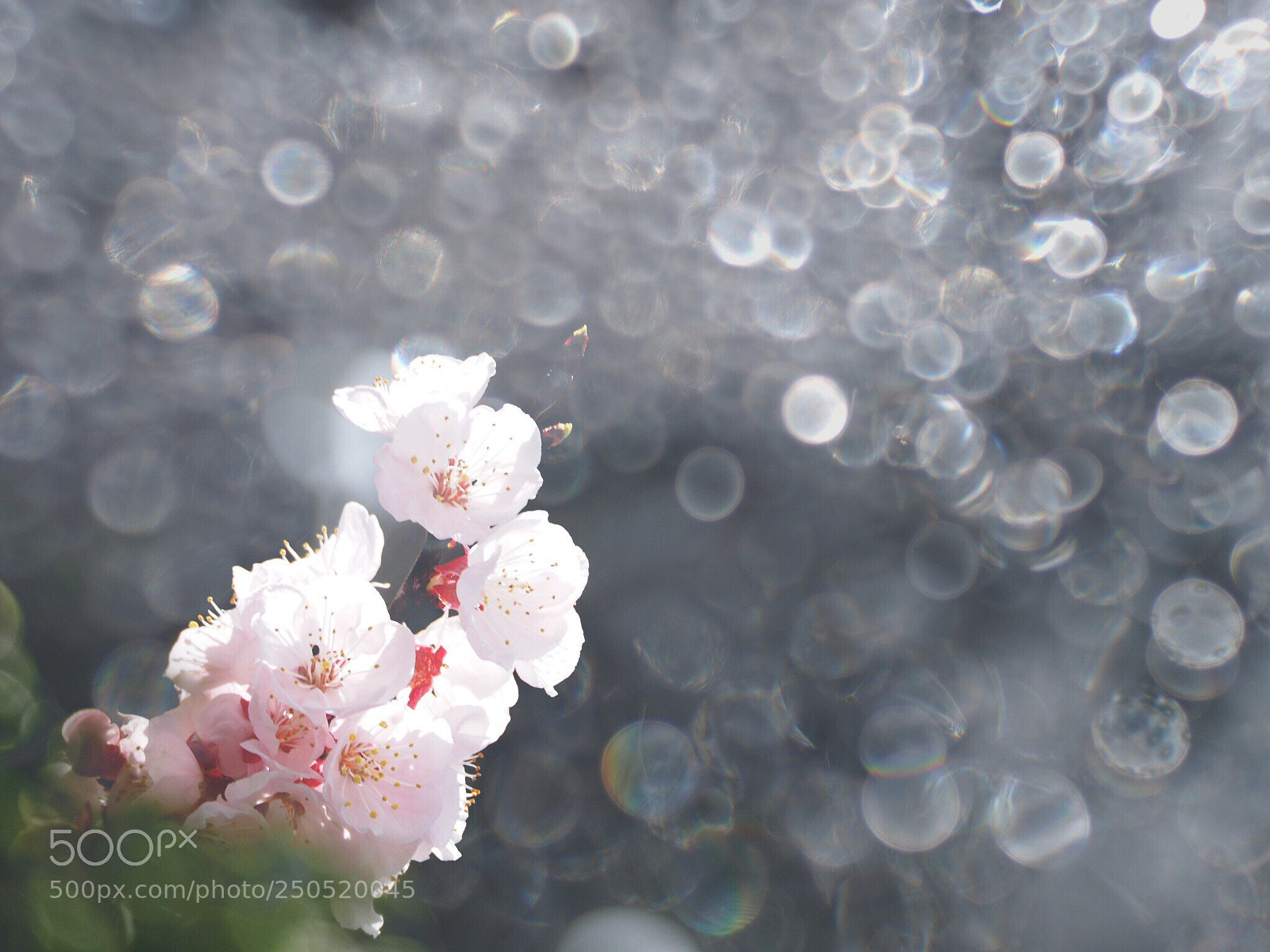 Olympus OM-D E-M1 sample photo. Spring has come photography