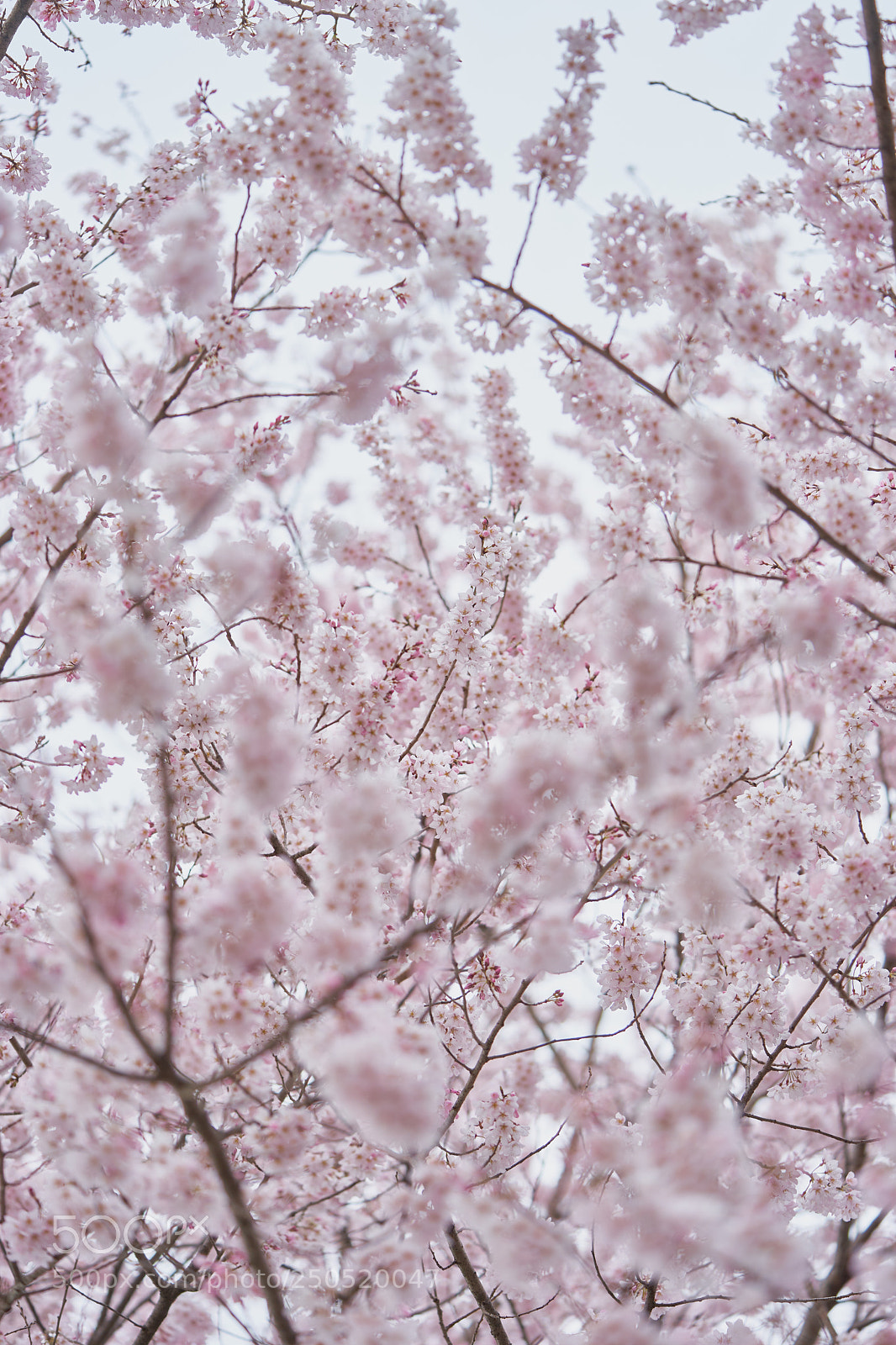 Sony a7 sample photo. Flowers 6294 photography