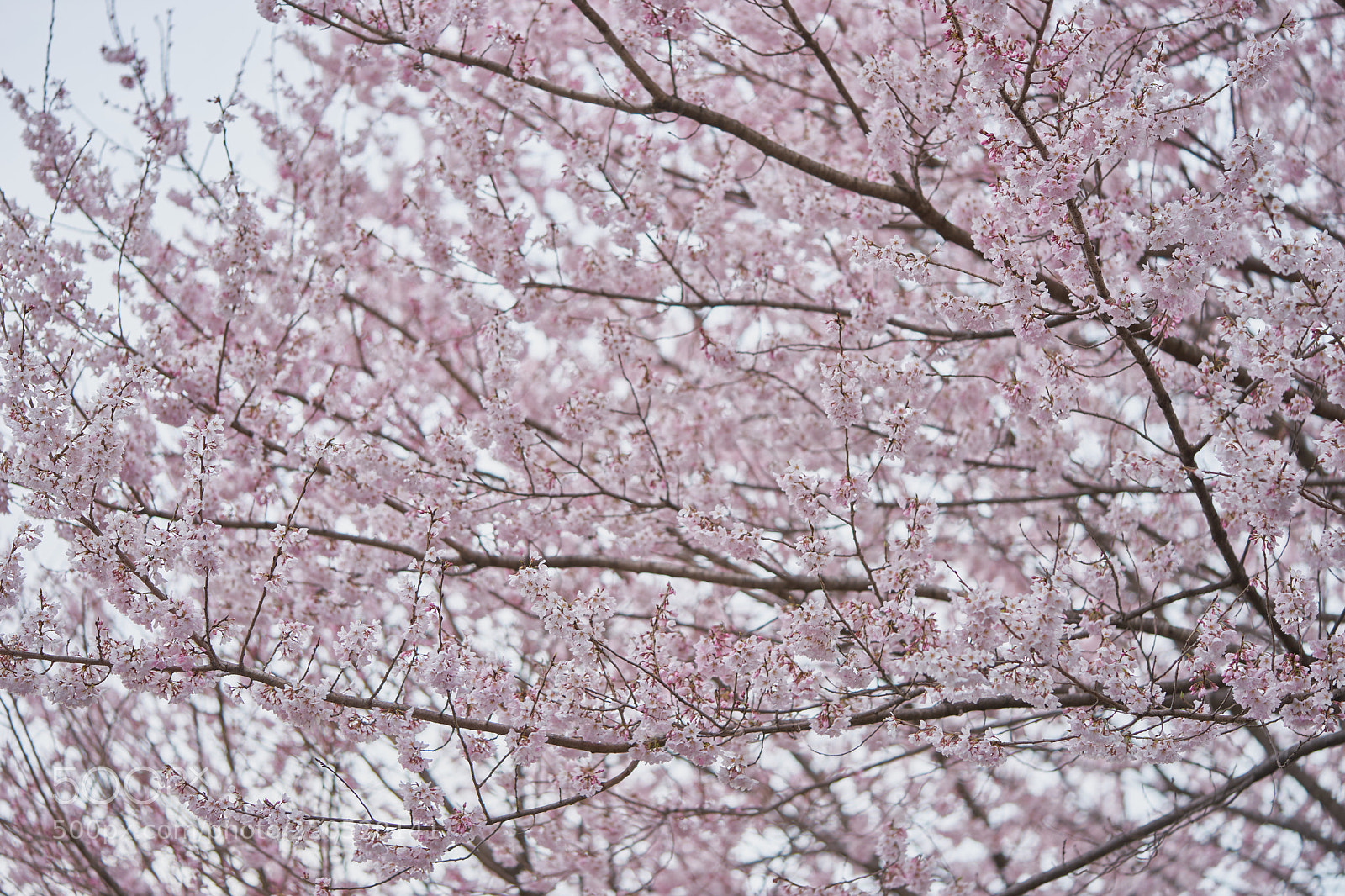 Sony a7 sample photo. Flowers 6295 photography