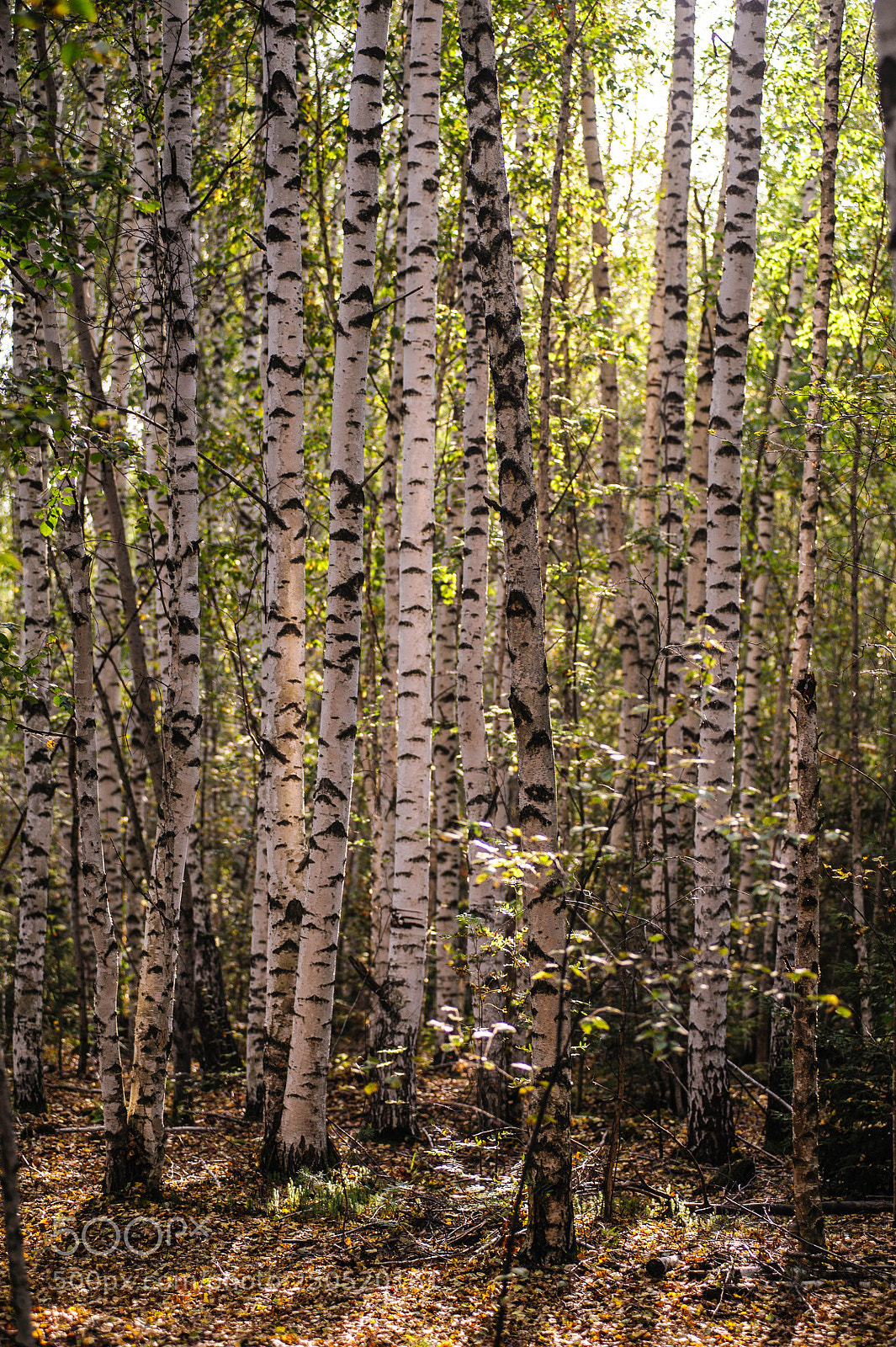 Nikon D700 sample photo. Пальтинское болото photography