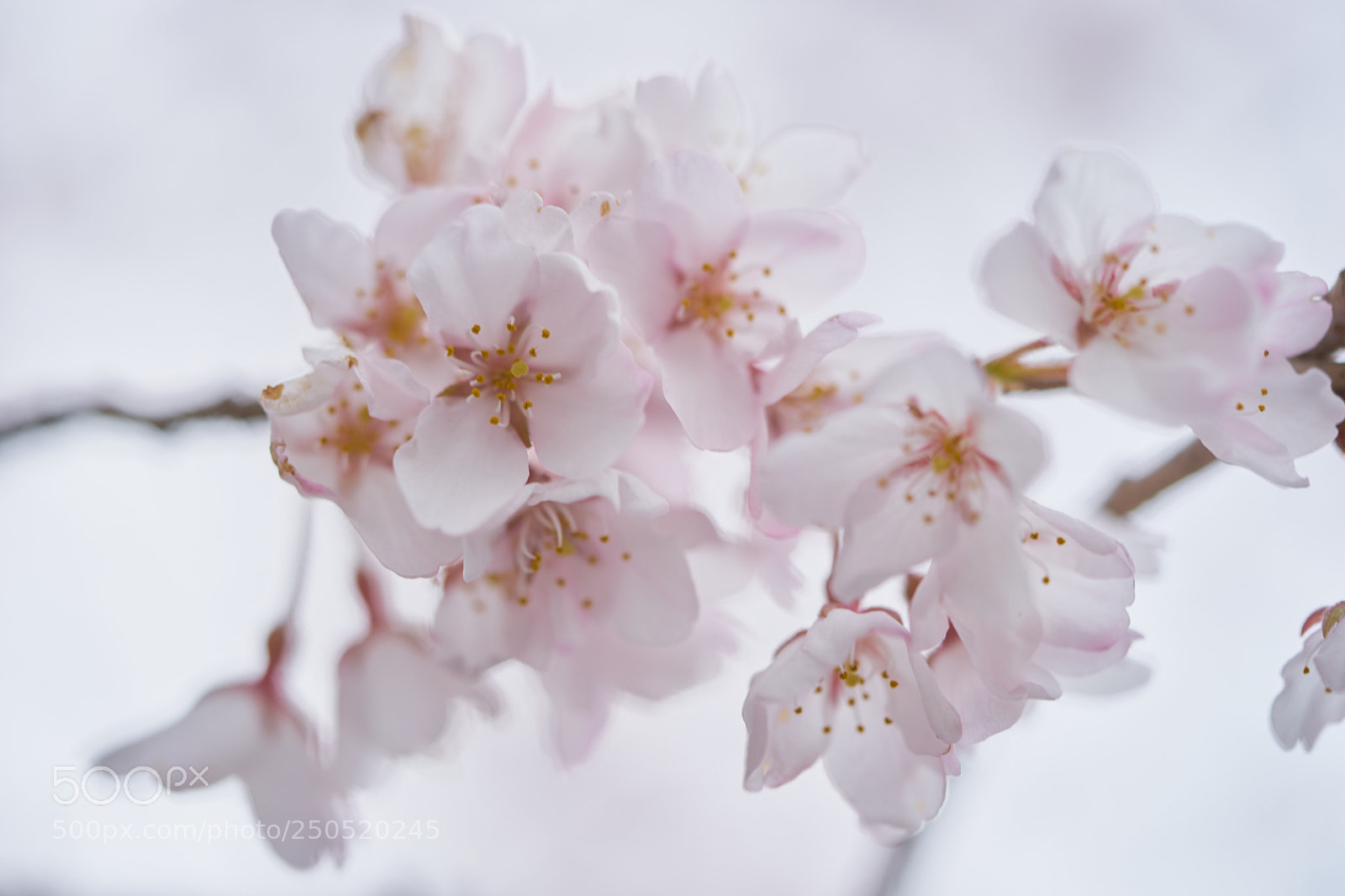 Sony a7 sample photo. Flowers 6296 photography