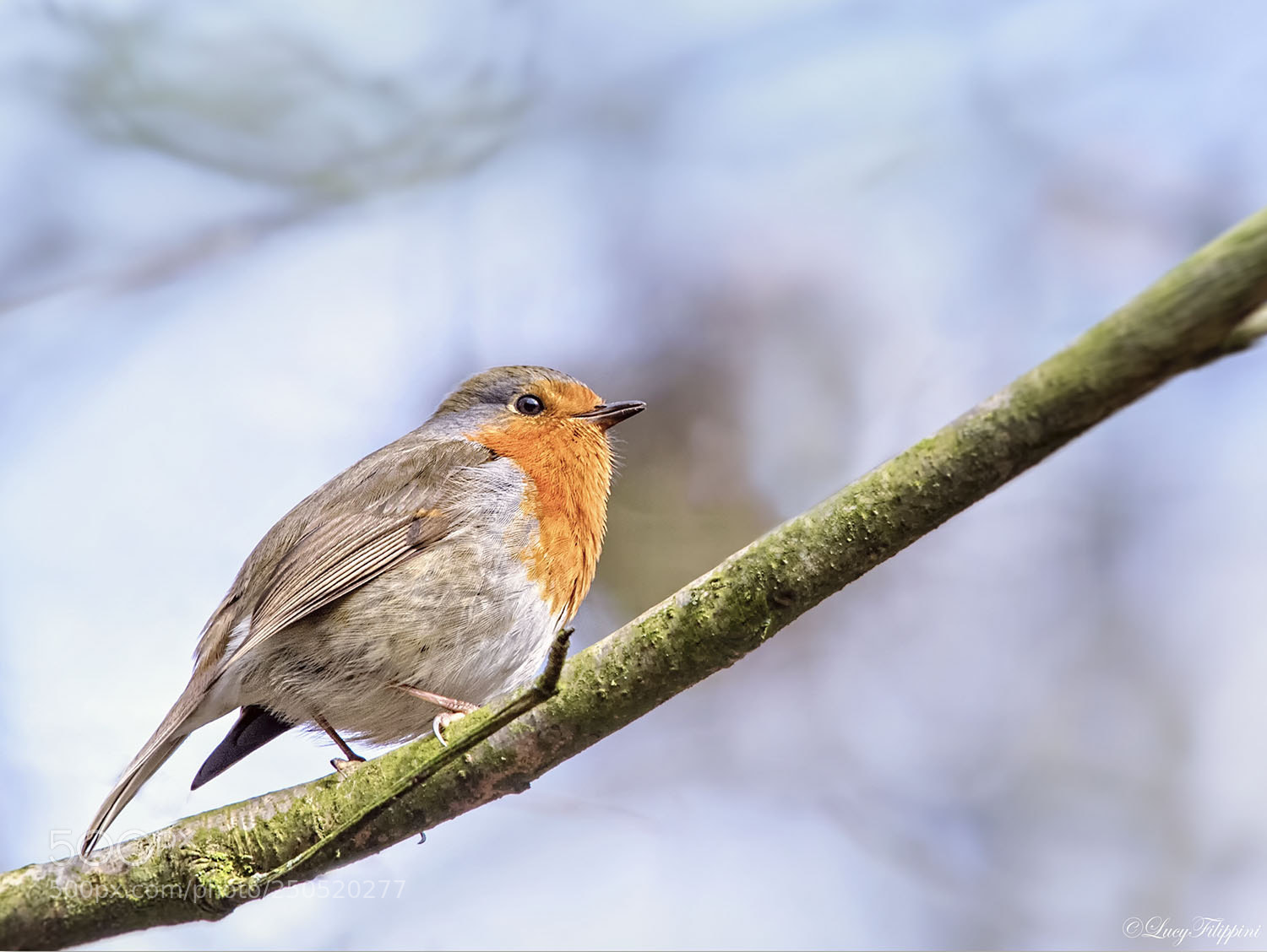 Olympus OM-D E-M1 sample photo. Robbin.... photography