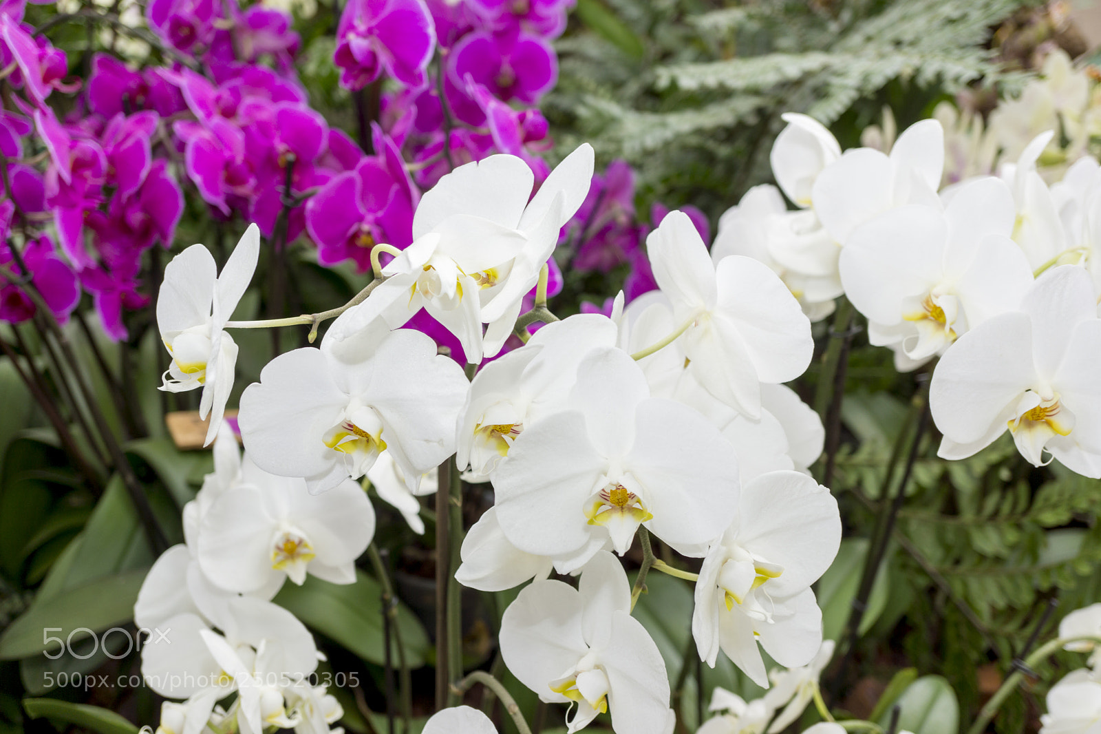 Sony Alpha NEX-7 sample photo. Palmengarten frankfurt-am-main photography