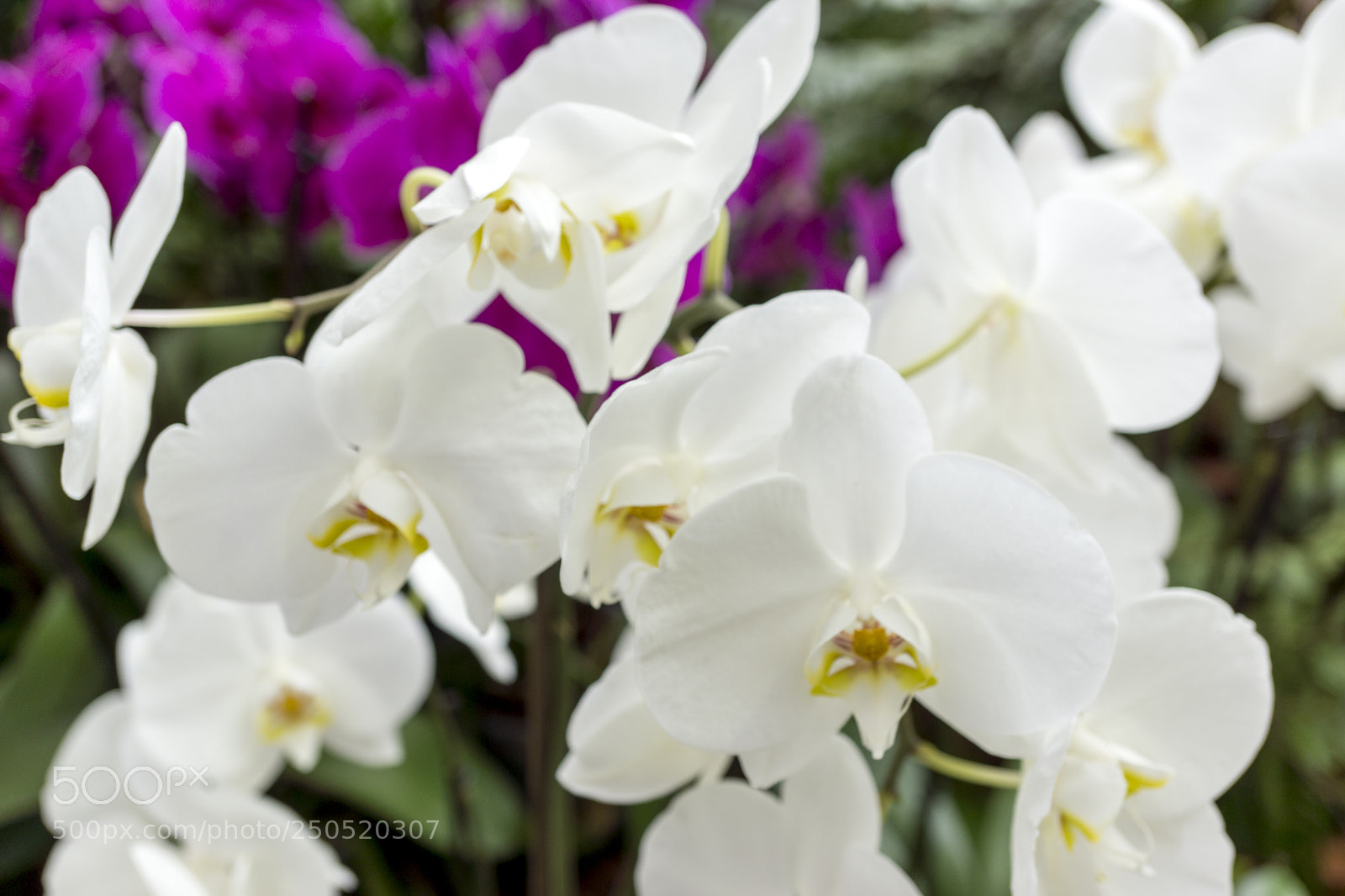 Sony Alpha NEX-7 sample photo. Palmengarten frankfurt-am-main photography