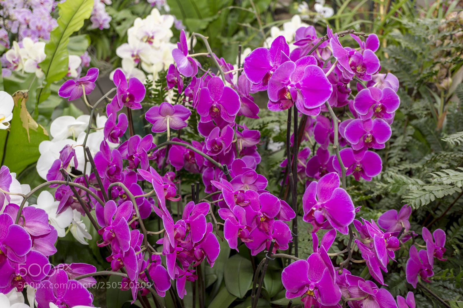Sony Alpha NEX-7 sample photo. Palmengarten frankfurt-am-main photography