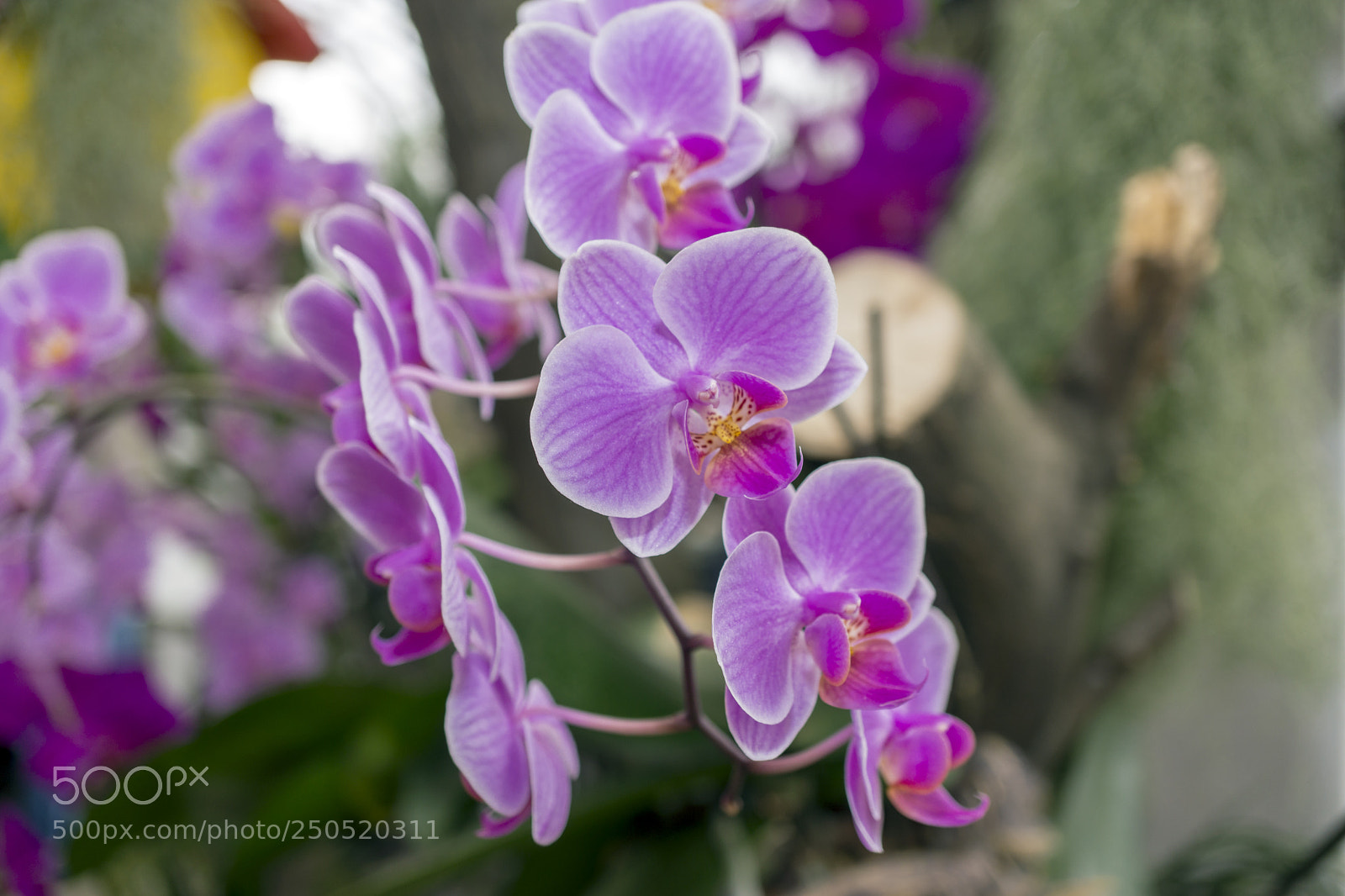 Sony Alpha NEX-7 sample photo. Palmengarten frankfurt-am-main photography