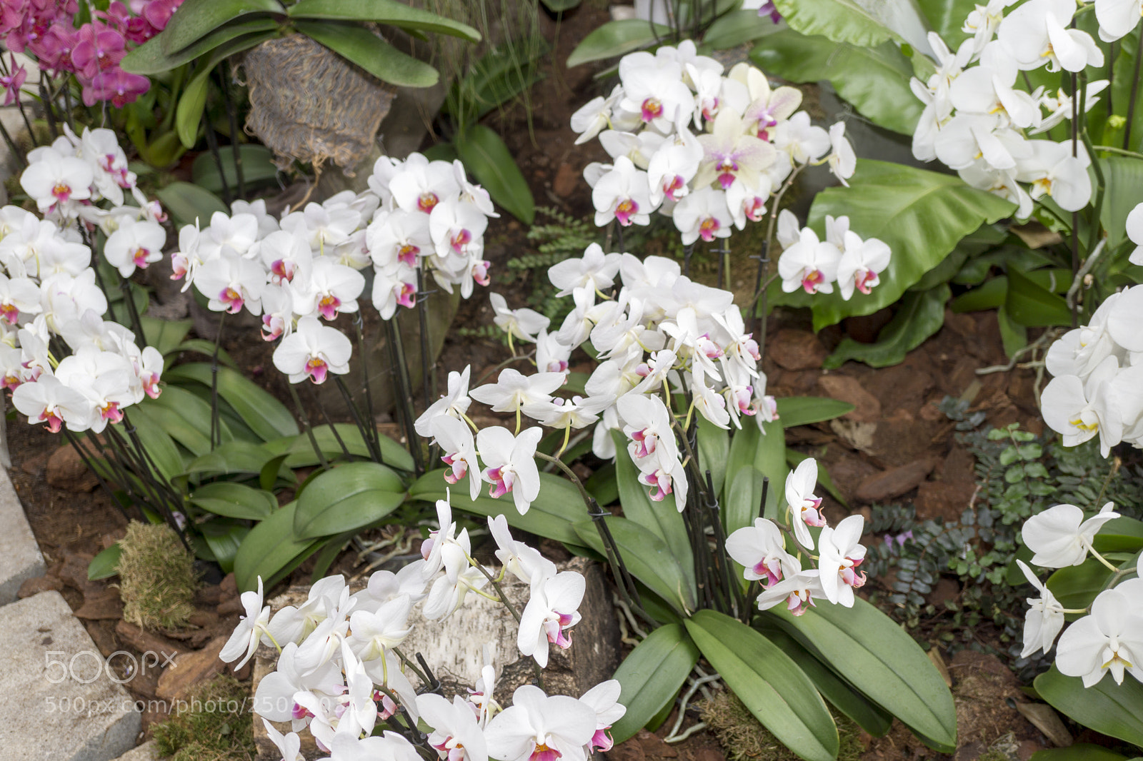 Sony Alpha NEX-7 sample photo. Palmengarten frankfurt-am-main photography