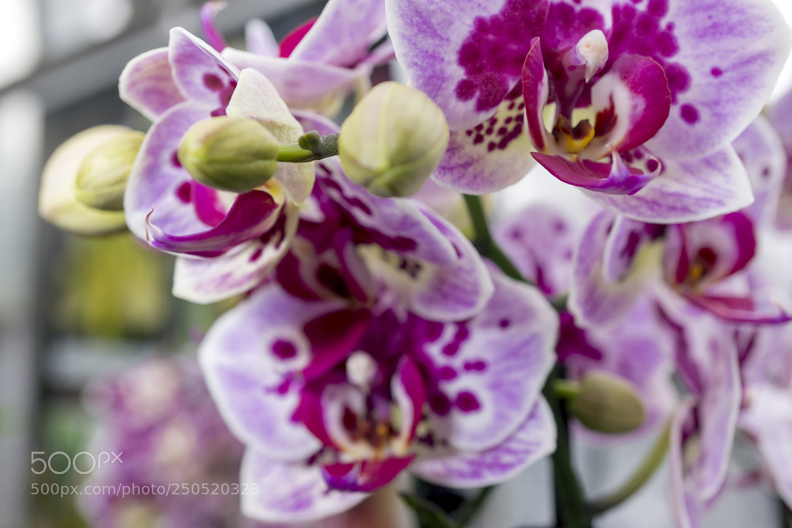Sony Alpha NEX-7 sample photo. Palmengarten frankfurt-am-main photography