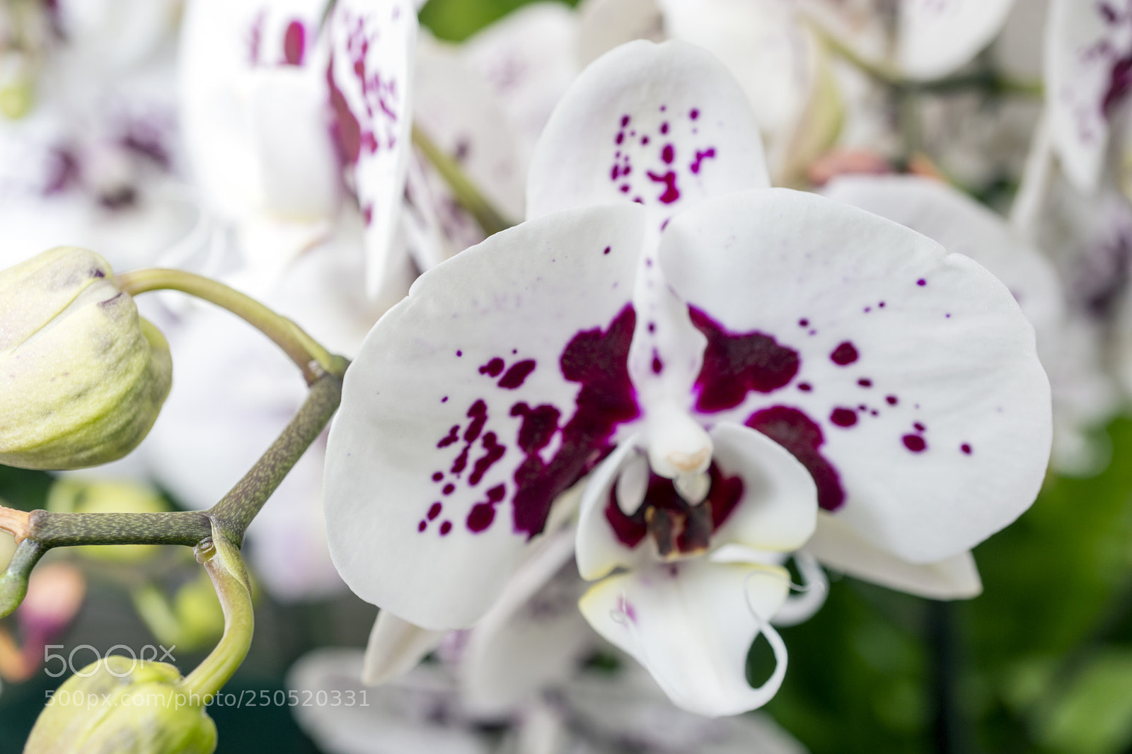 Sony Alpha NEX-7 sample photo. Palmengarten frankfurt-am-main photography