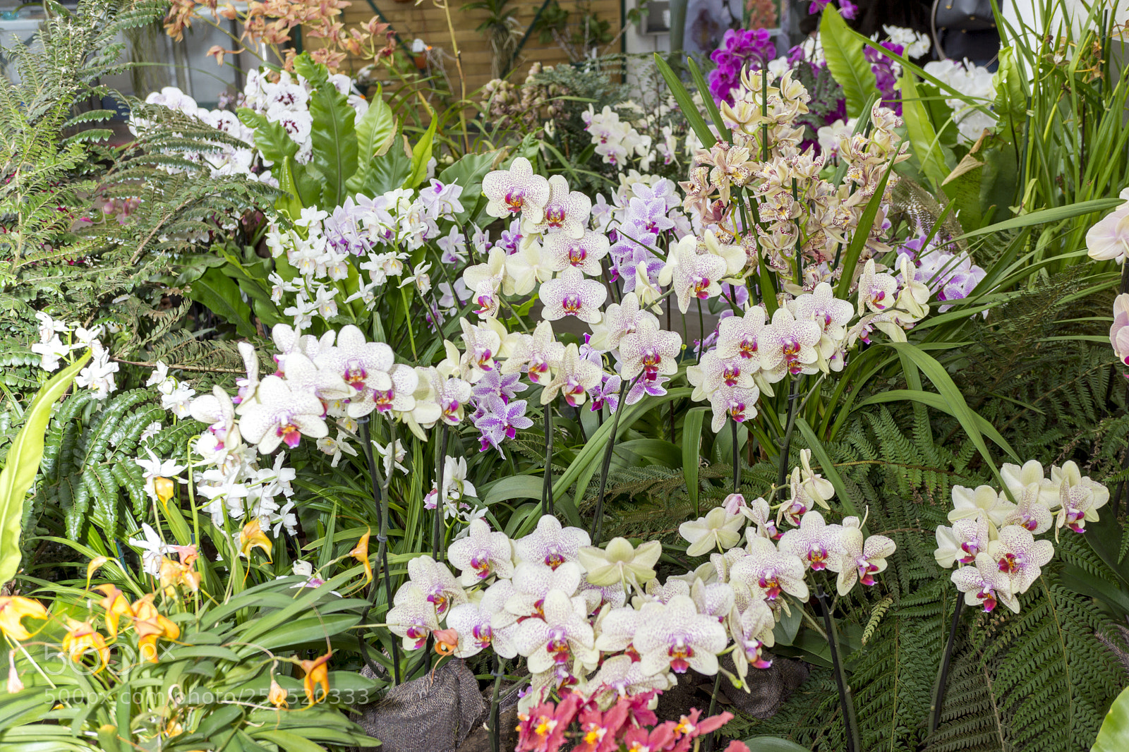 Sony Alpha NEX-7 sample photo. Palmengarten frankfurt-am-main photography