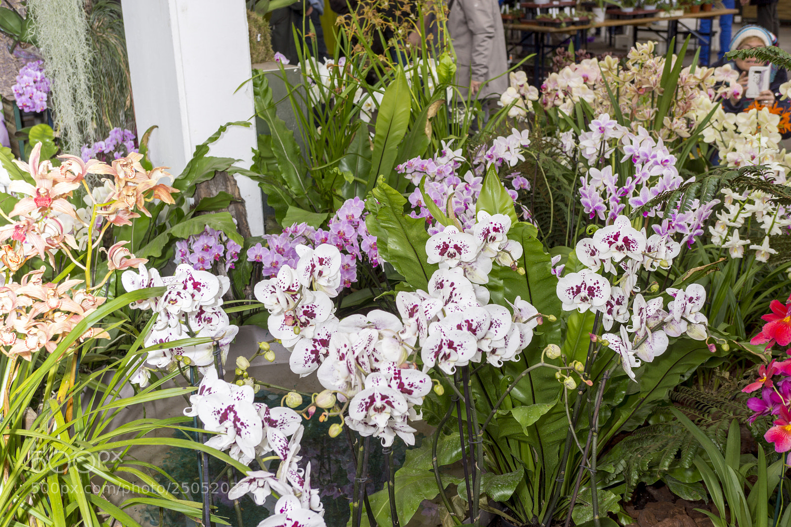 Sony Alpha NEX-7 sample photo. Palmengarten frankfurt-am-main photography