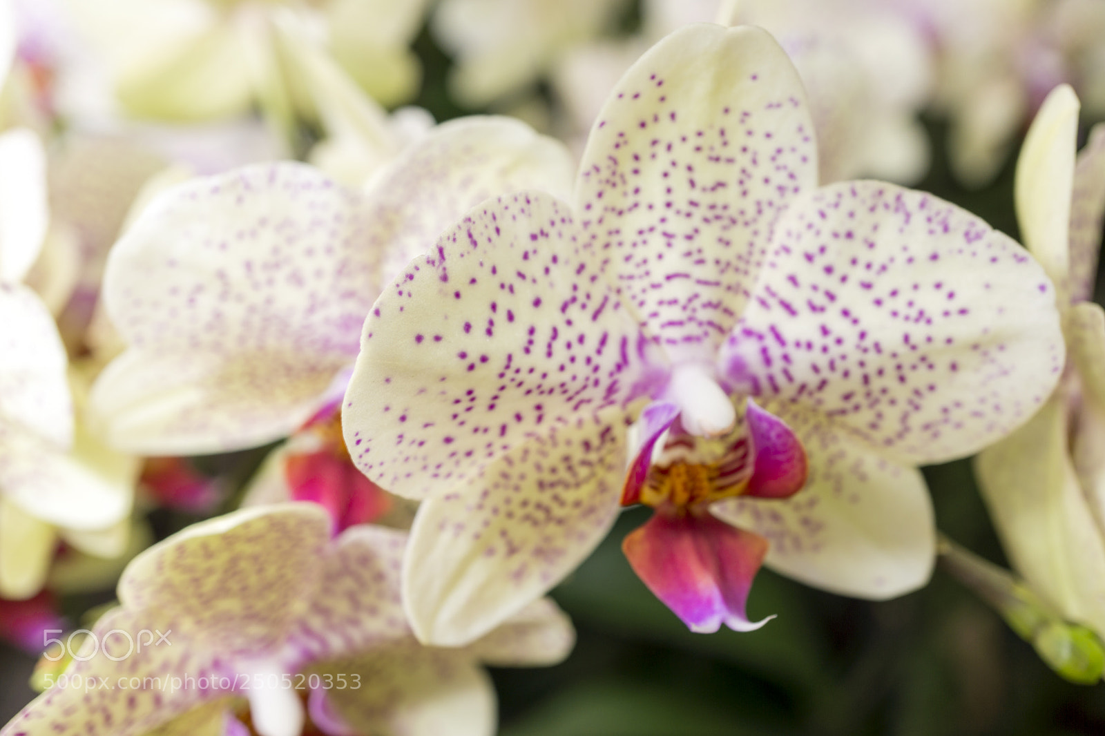 Sony Alpha NEX-7 sample photo. Palmengarten frankfurt-am-main photography