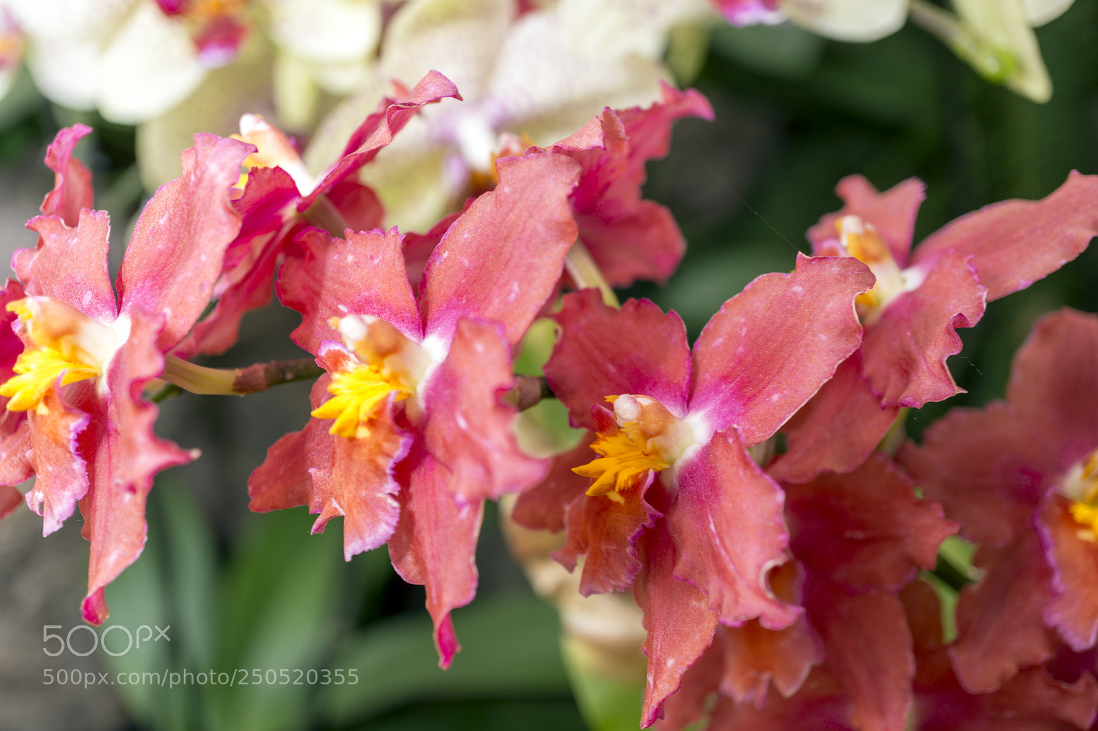 Sony Alpha NEX-7 sample photo. Palmengarten frankfurt-am-main photography