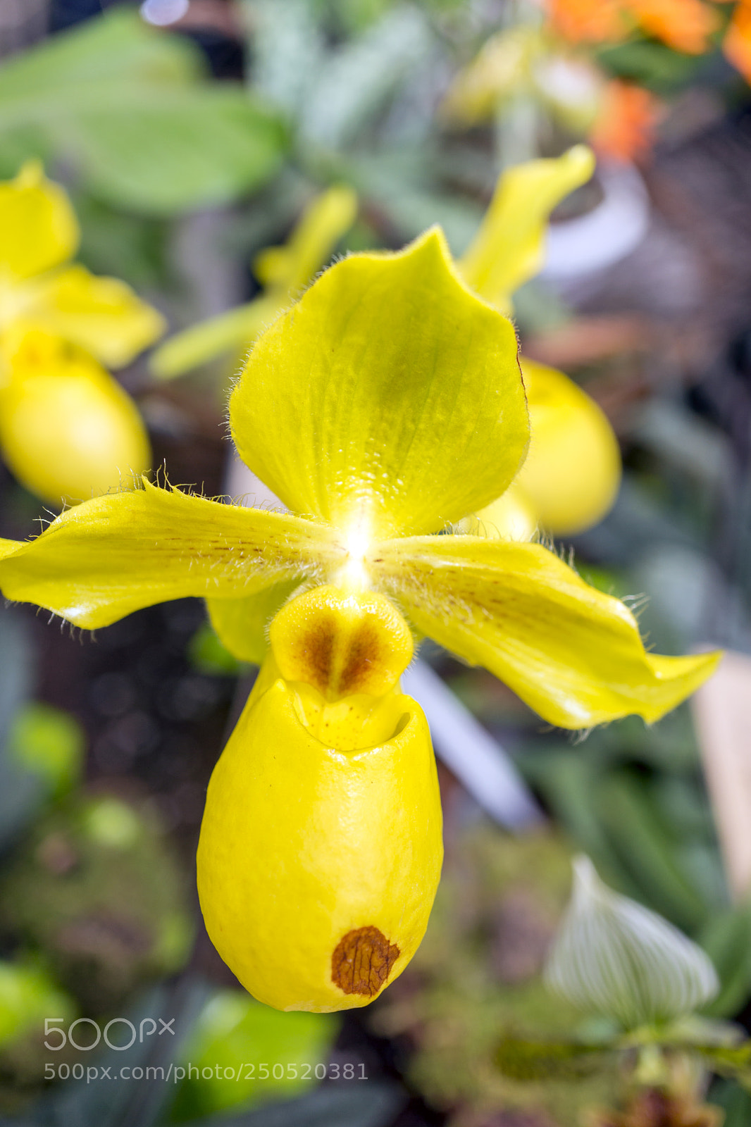 Sony Alpha NEX-7 sample photo. Palmengarten frankfurt-am-main photography