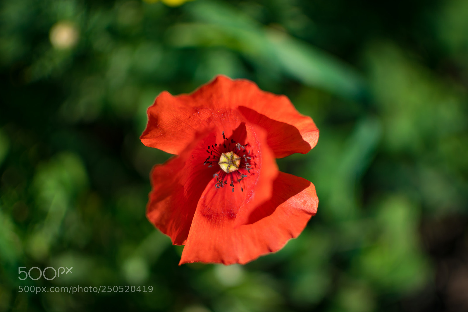 Nikon D5300 sample photo. Poppy flower photography