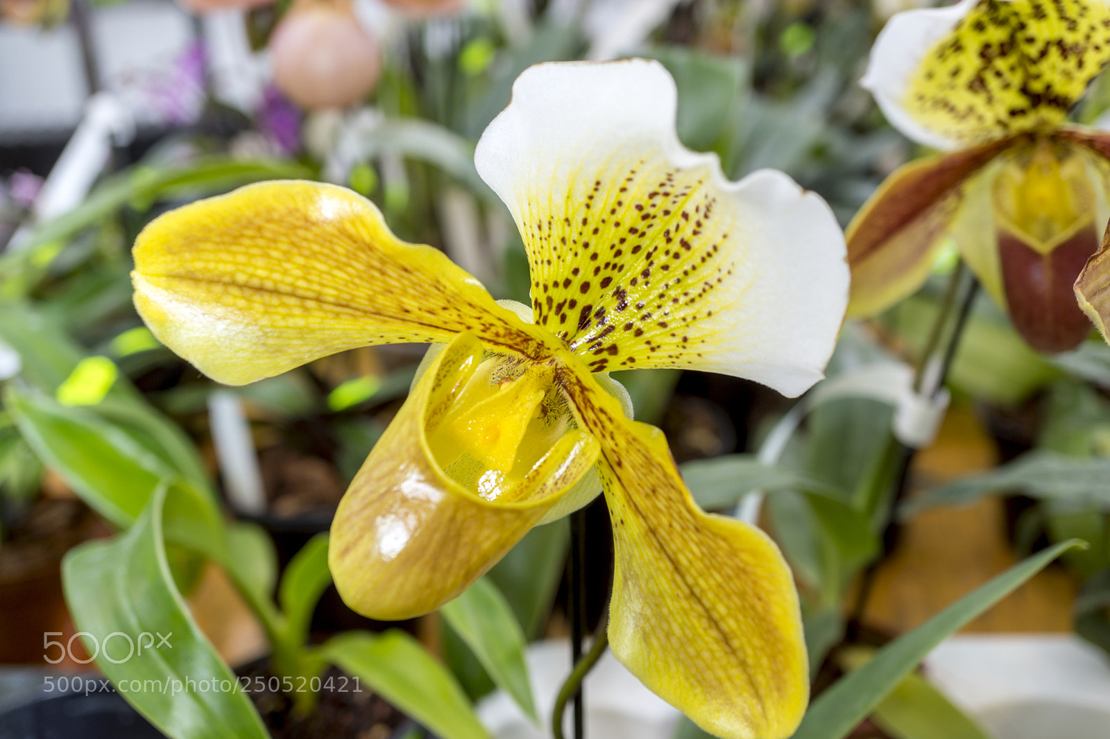 Sony Alpha NEX-7 sample photo. Palmengarten frankfurt-am-main photography