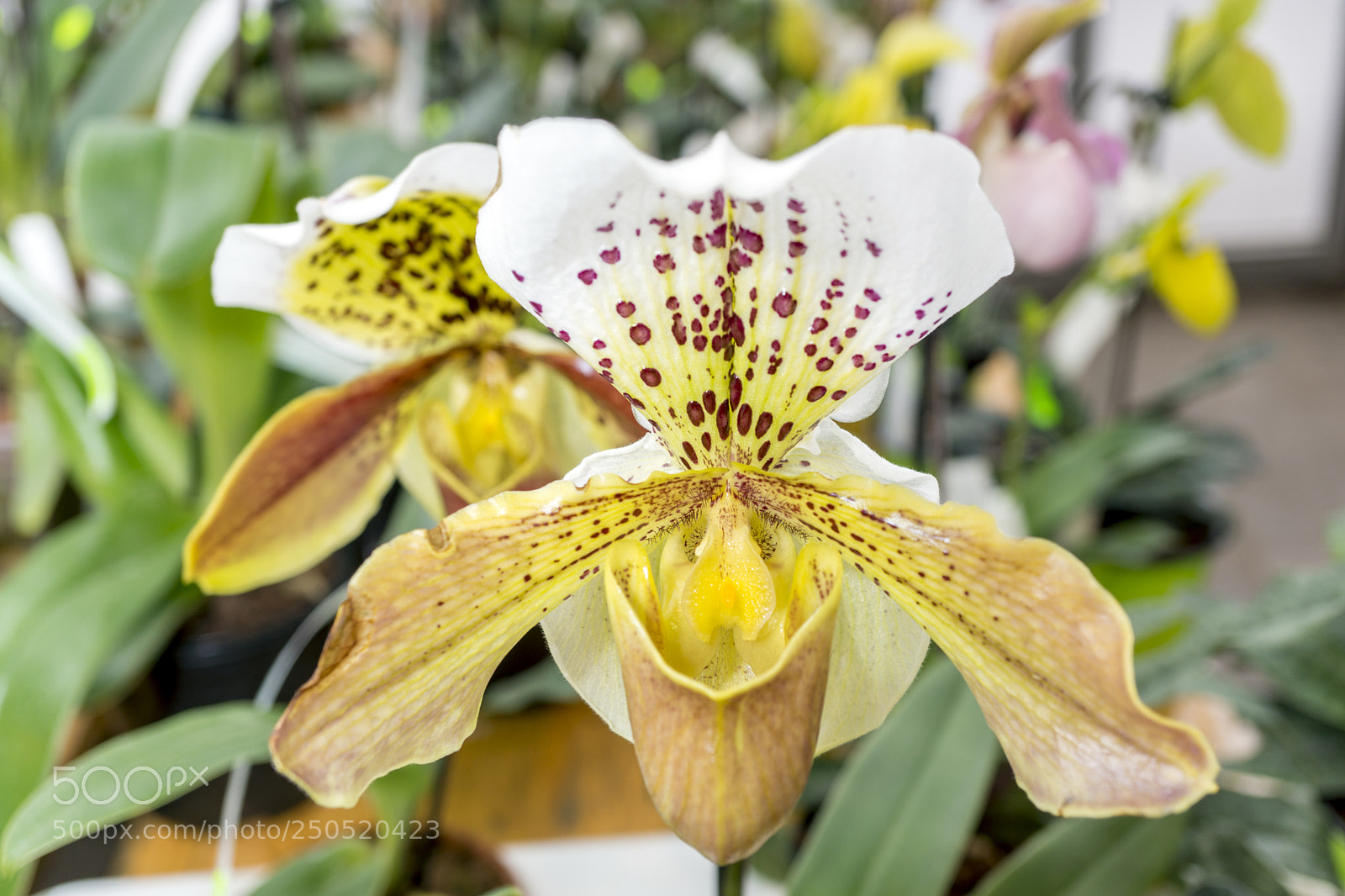 Sony Alpha NEX-7 sample photo. Palmengarten frankfurt-am-main photography