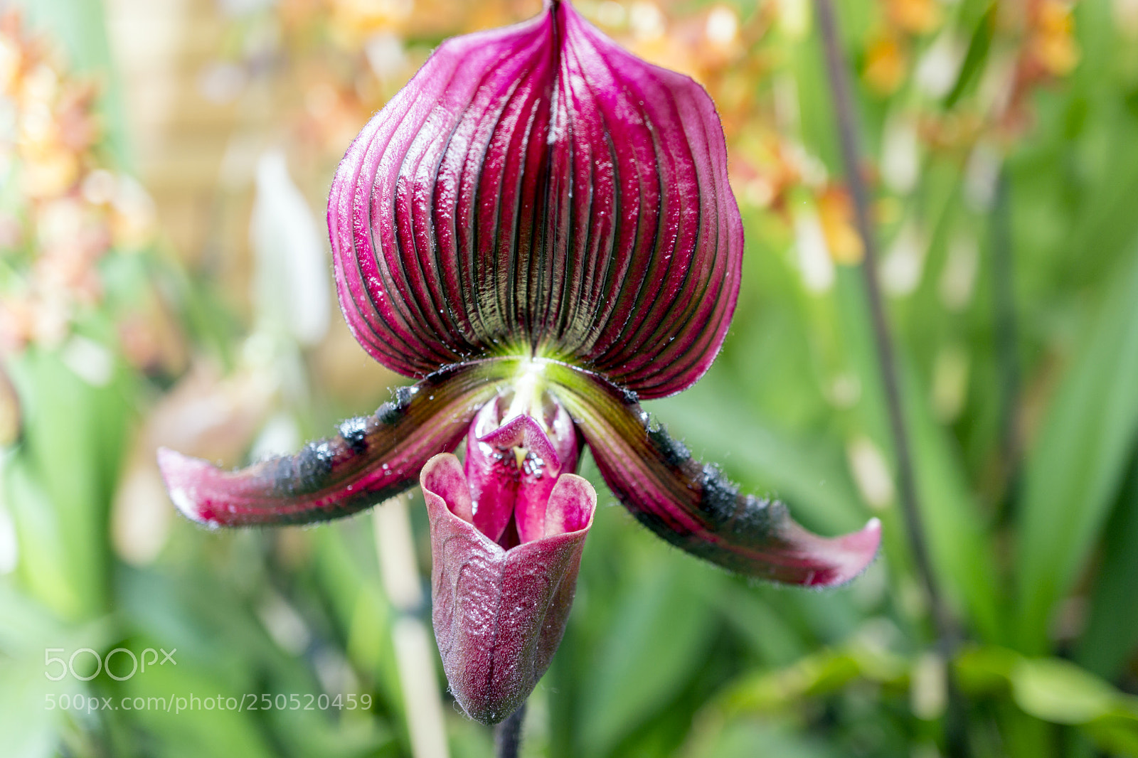 Sony Alpha NEX-7 sample photo. Palmengarten frankfurt-am-main photography