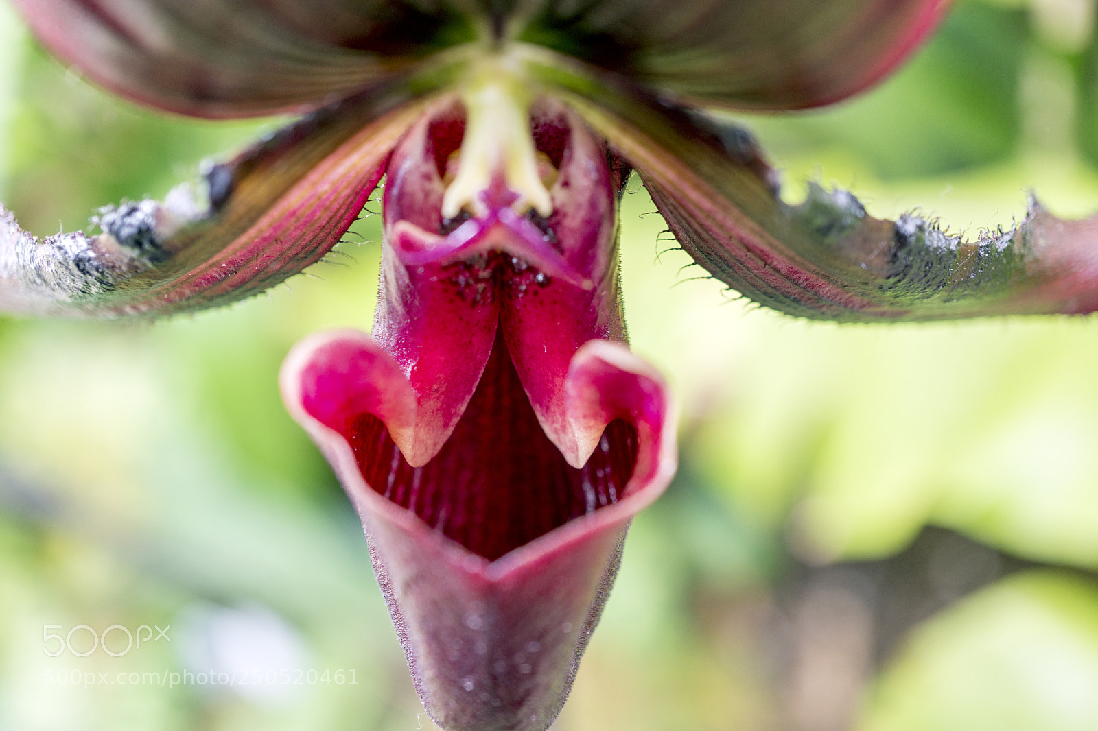 Sony Alpha NEX-7 sample photo. Palmengarten frankfurt-am-main photography