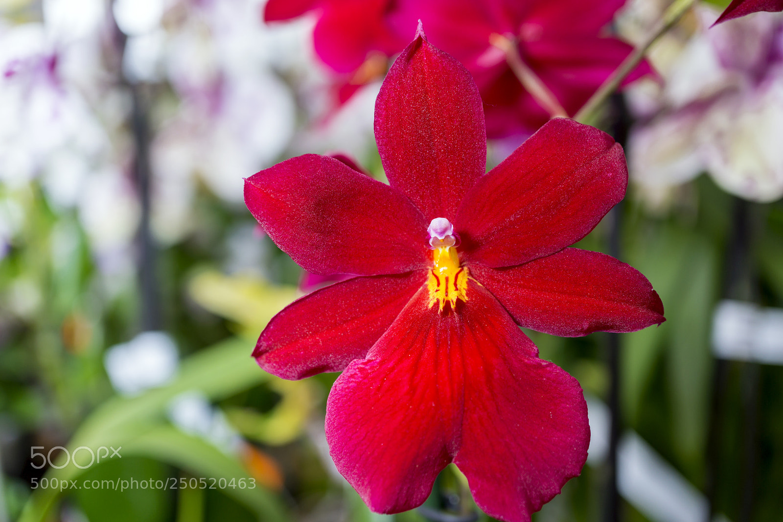 Sony Alpha NEX-7 sample photo. Palmengarten frankfurt-am-main photography