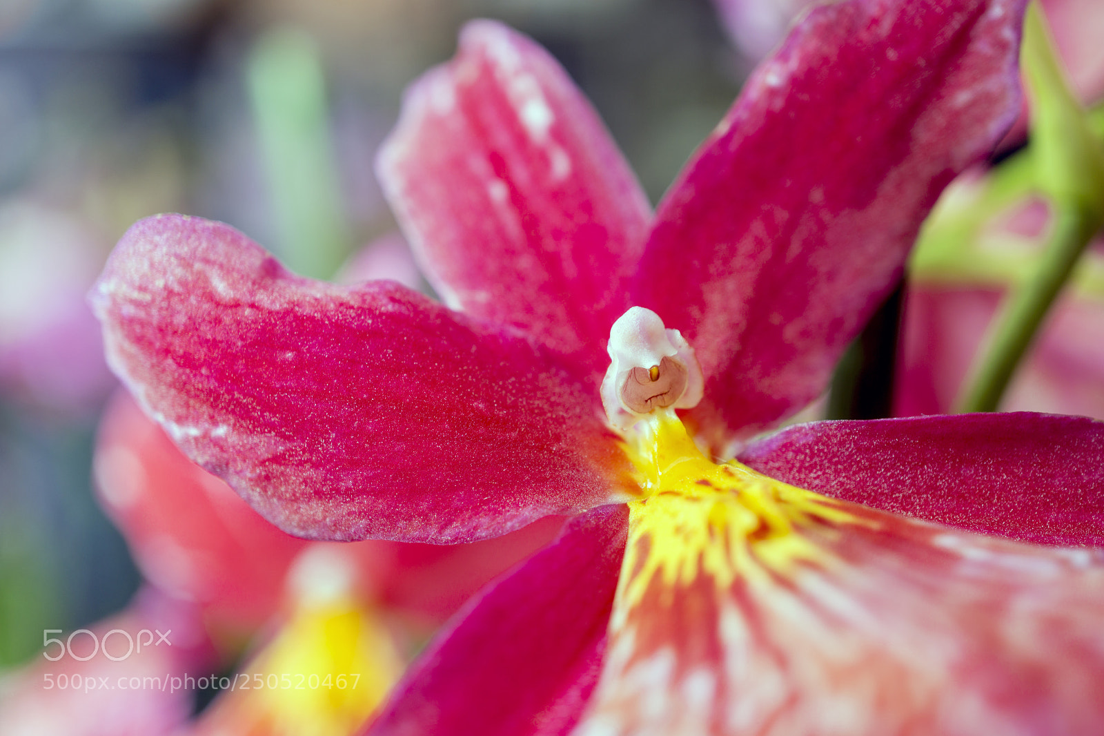 Sony Alpha NEX-7 sample photo. Palmengarten frankfurt-am-main photography