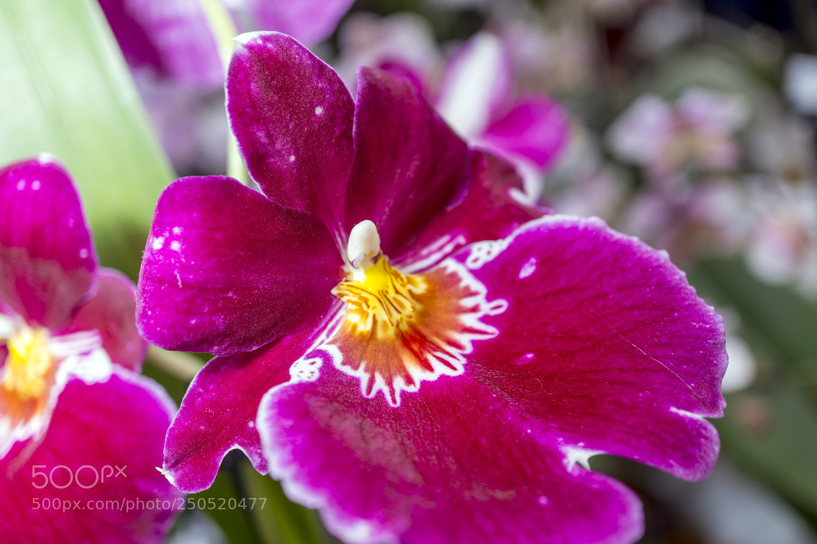 Sony Alpha NEX-7 sample photo. Palmengarten frankfurt-am-main photography