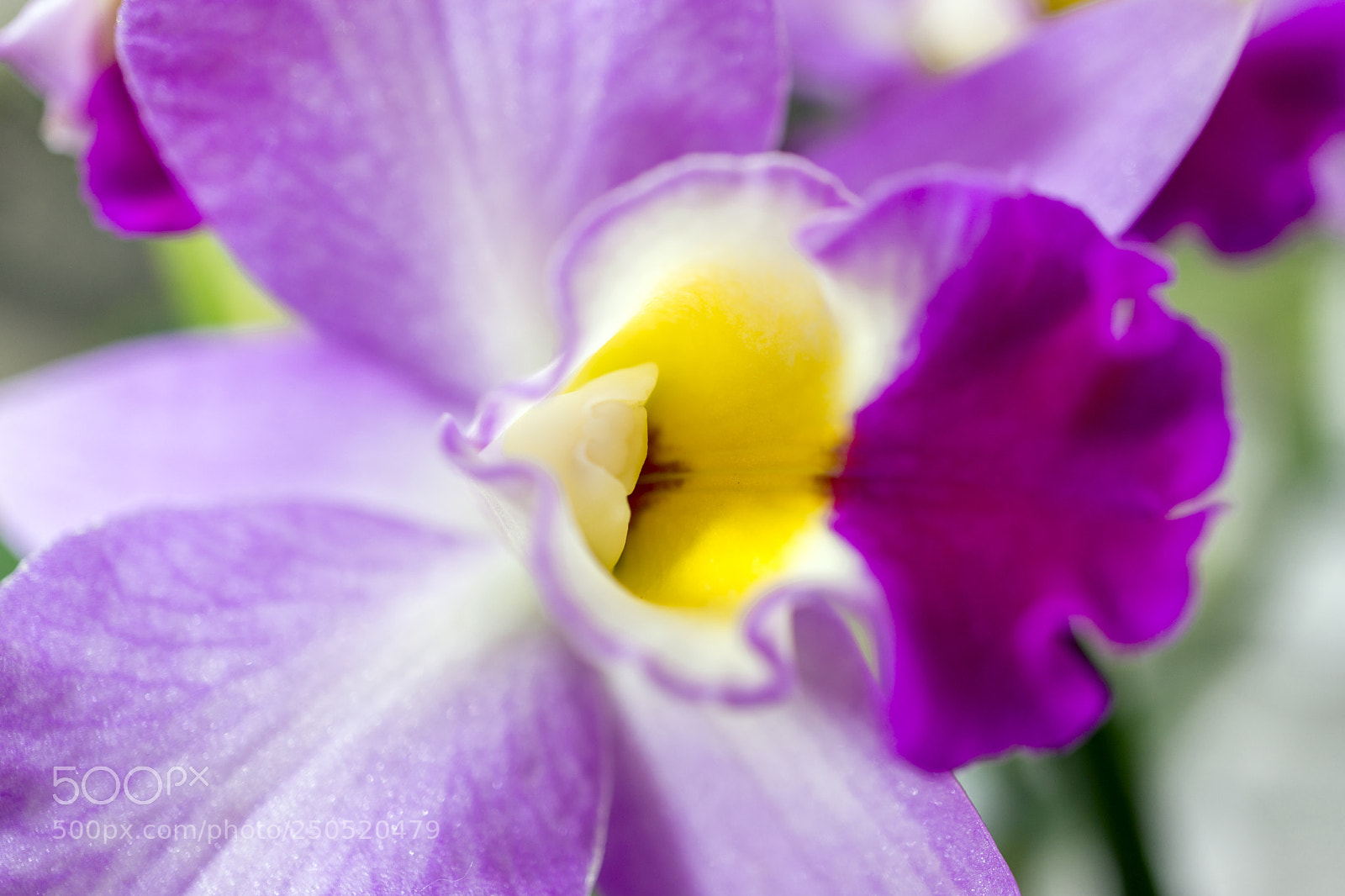 Sony Alpha NEX-7 sample photo. Palmengarten frankfurt-am-main photography