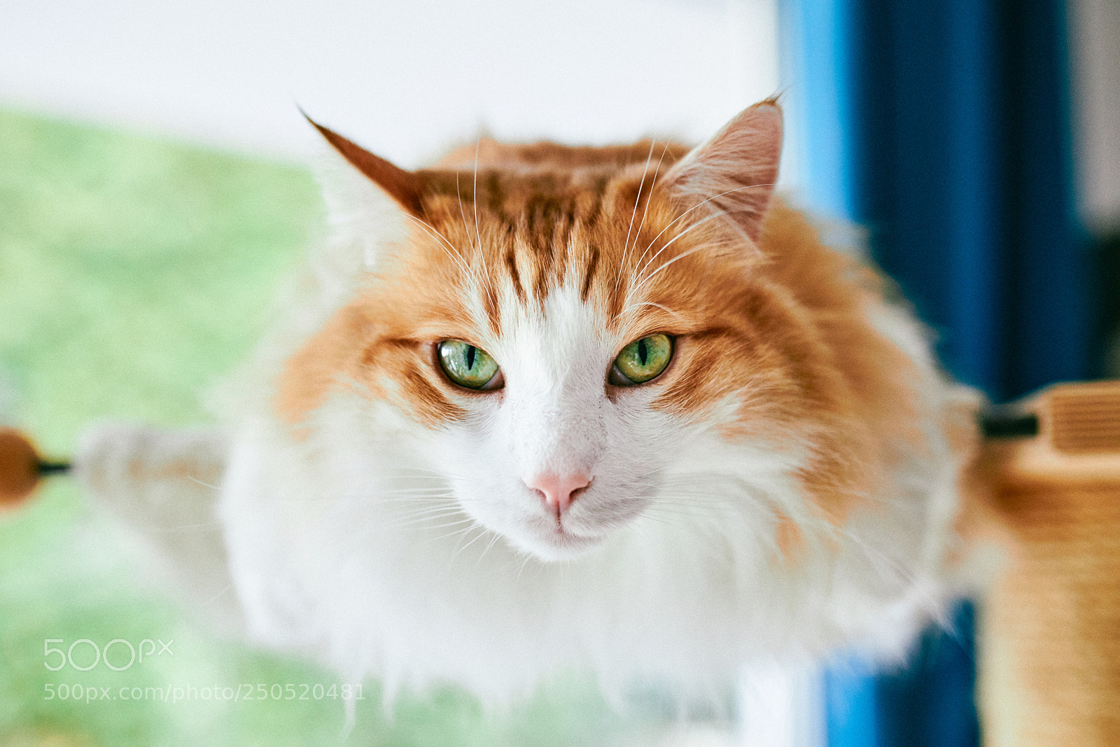 Canon EOS 5D Mark IV sample photo. Grizzly photography