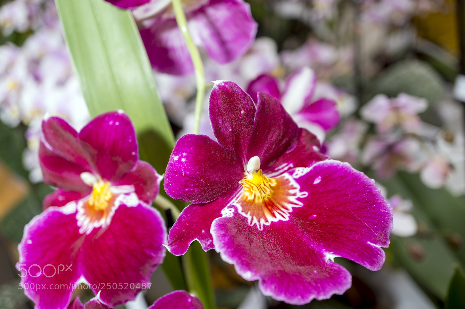 Sony Alpha NEX-7 sample photo. Palmengarten frankfurt-am-main photography