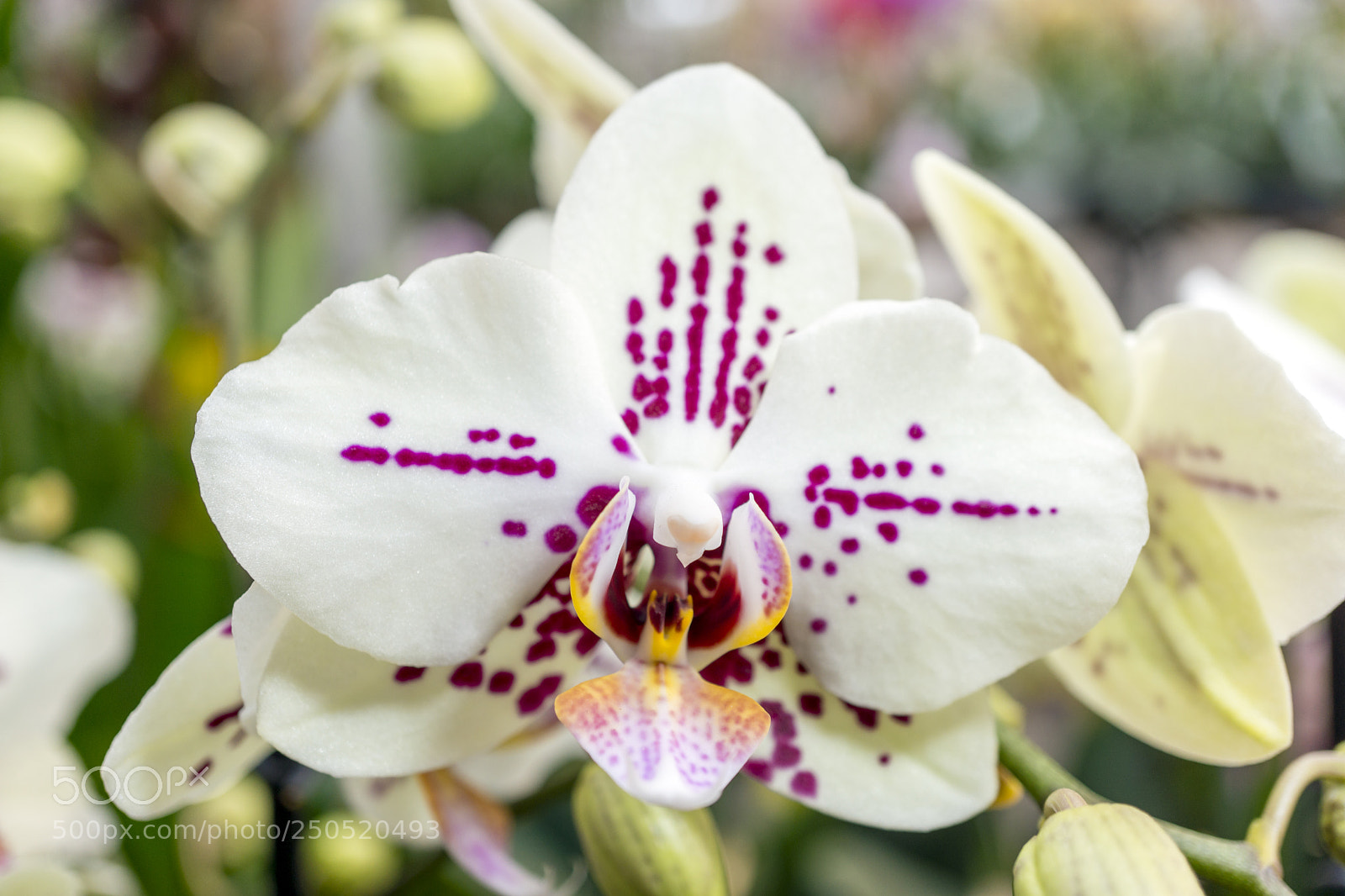 Sony Alpha NEX-7 sample photo. Palmengarten frankfurt-am-main photography