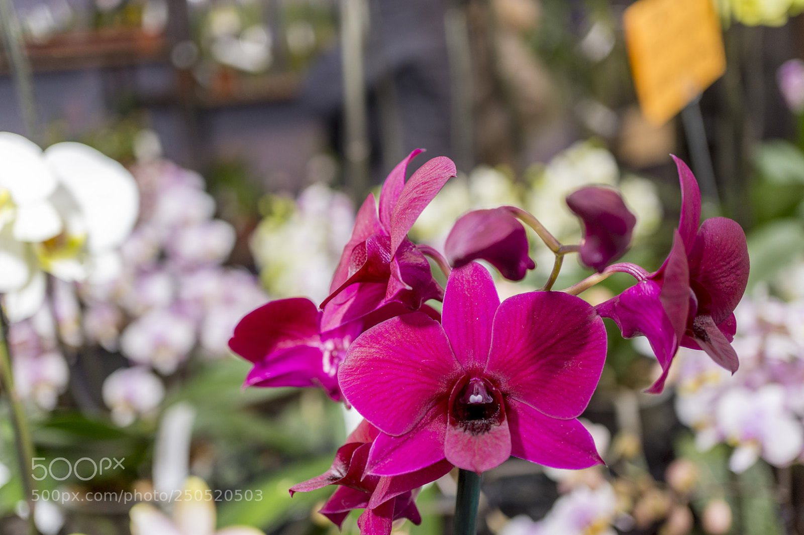 Sony Alpha NEX-7 sample photo. Palmengarten frankfurt-am-main photography