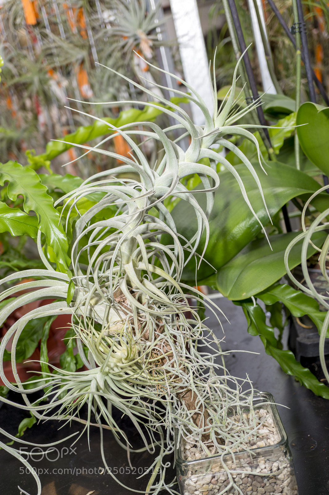Sony Alpha NEX-7 sample photo. Palmengarten frankfurt-am-main photography