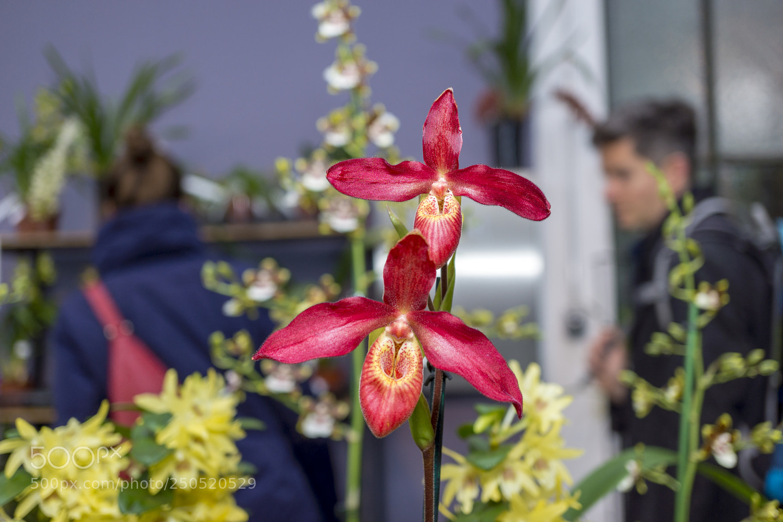 Sony Alpha NEX-7 sample photo. Palmengarten frankfurt-am-main photography