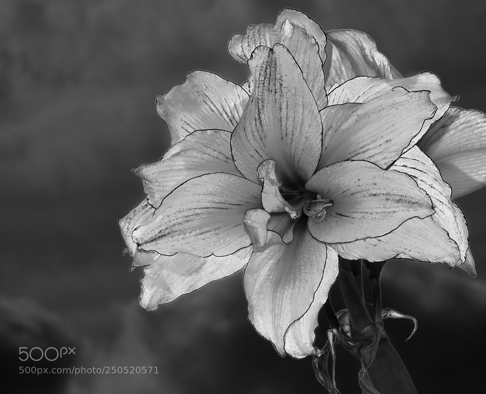 Nikon D90 sample photo. Moon flower photography