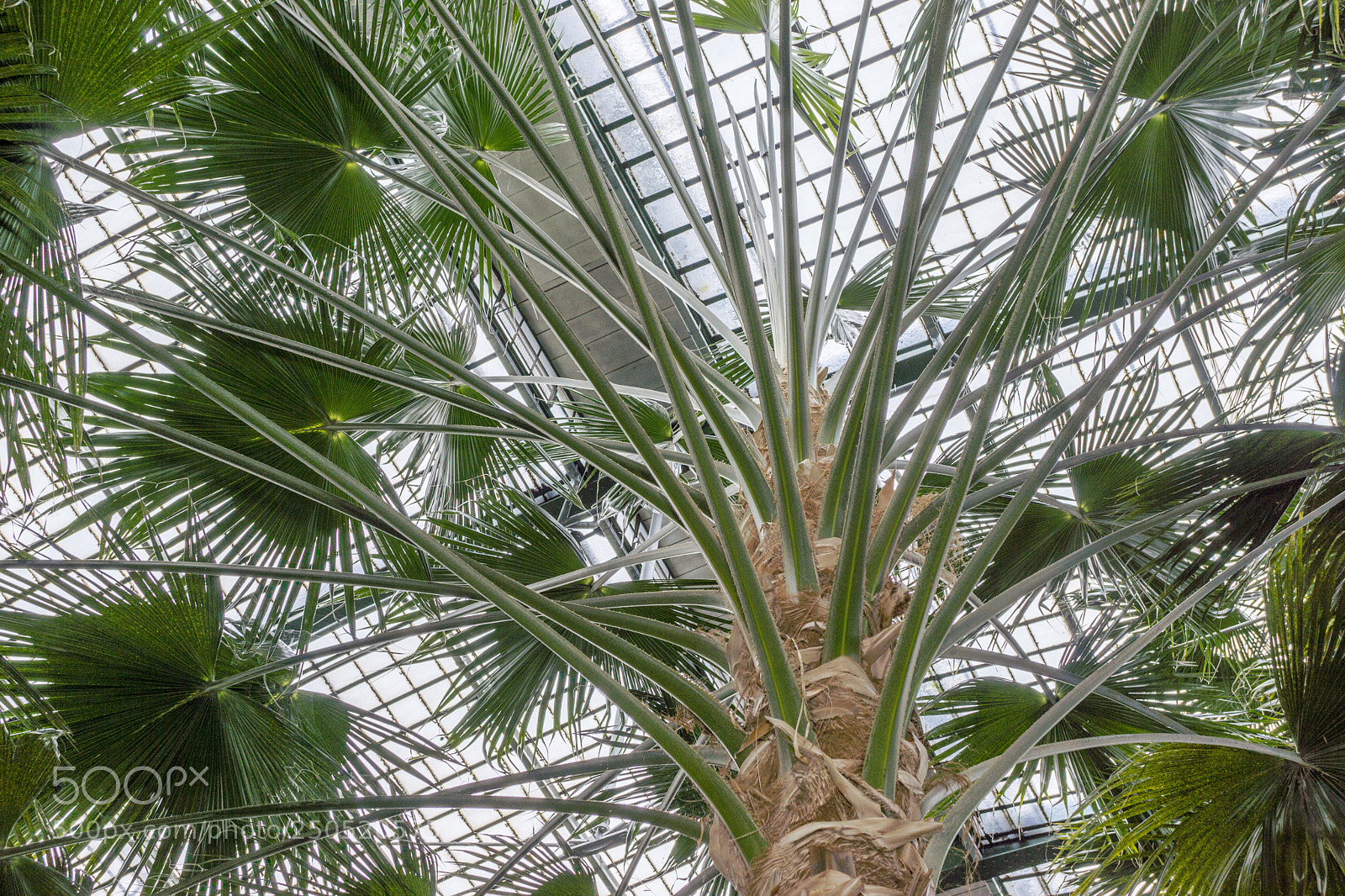 Sony Alpha NEX-7 sample photo. Palmengarten frankfurt-am-main photography