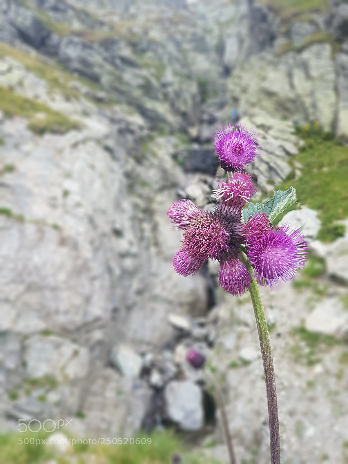 Samsung Galaxy S7 Edge sample photo. 20170828_121254-1.jpg photography