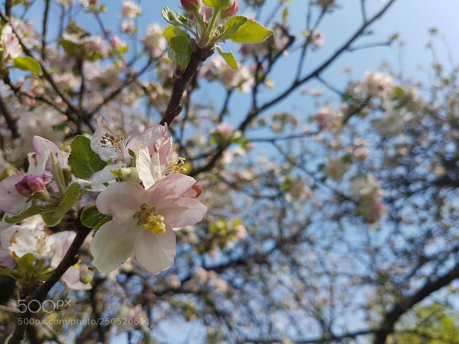 Samsung Galaxy S7 Edge sample photo. 20170427_110602.jpg photography