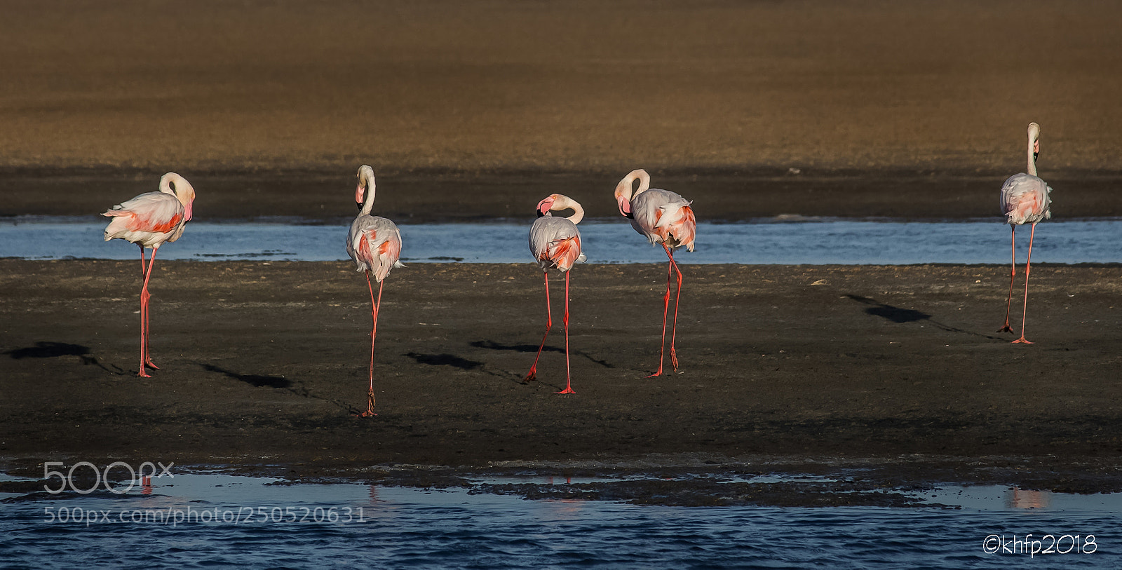 Canon EOS 650D (EOS Rebel T4i / EOS Kiss X6i) sample photo. Flamingos 1 photography