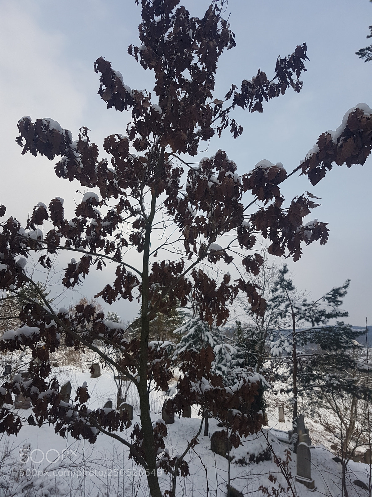 Samsung Galaxy S7 Edge sample photo. 20180225_151125.jpg photography