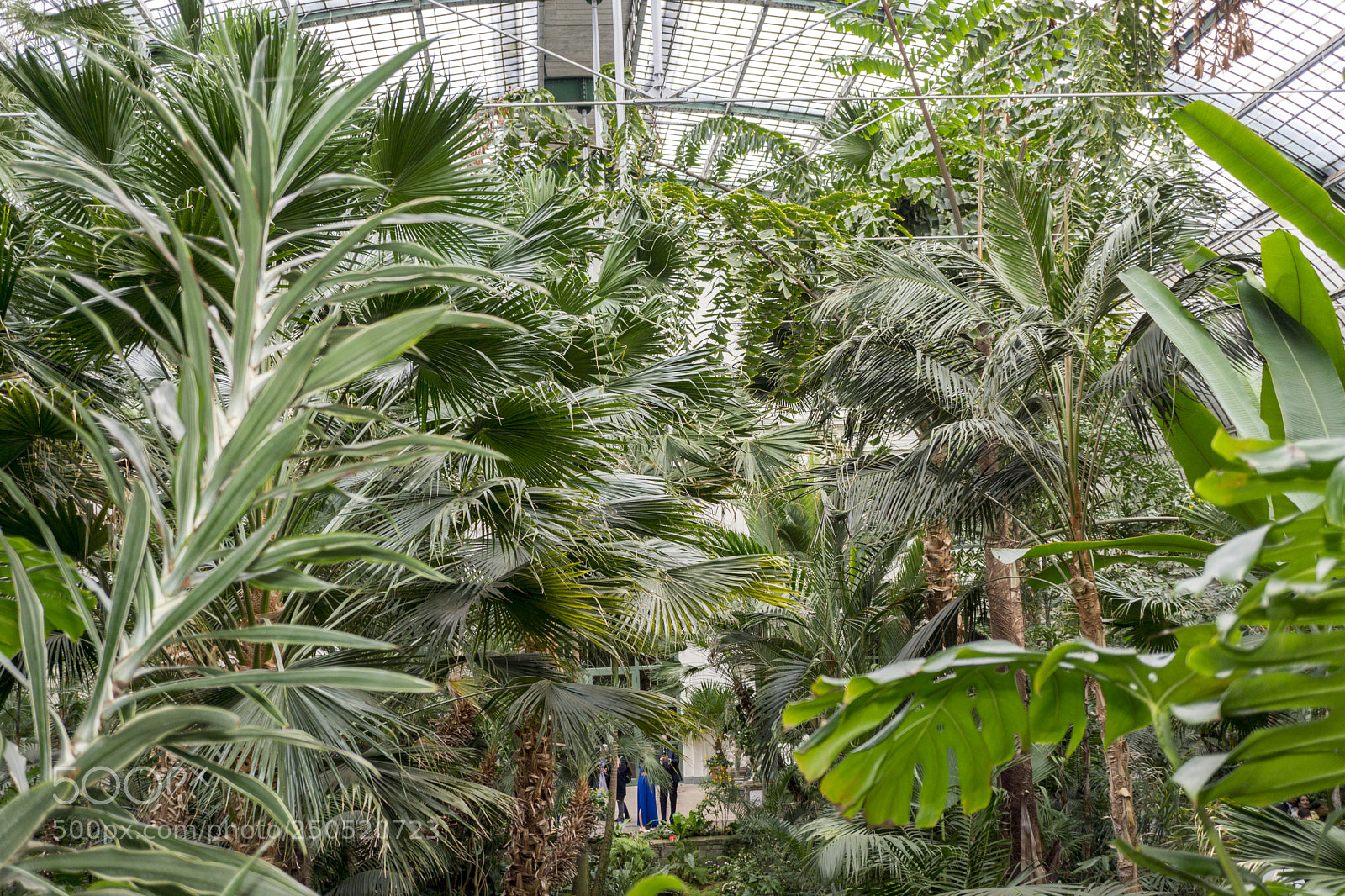 Sony Alpha NEX-7 sample photo. Palmengarten frankfurt-am-main photography