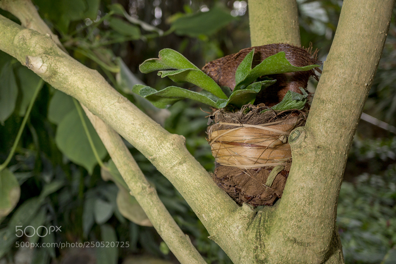 Sony Alpha NEX-7 sample photo. Palmengarten frankfurt-am-main photography
