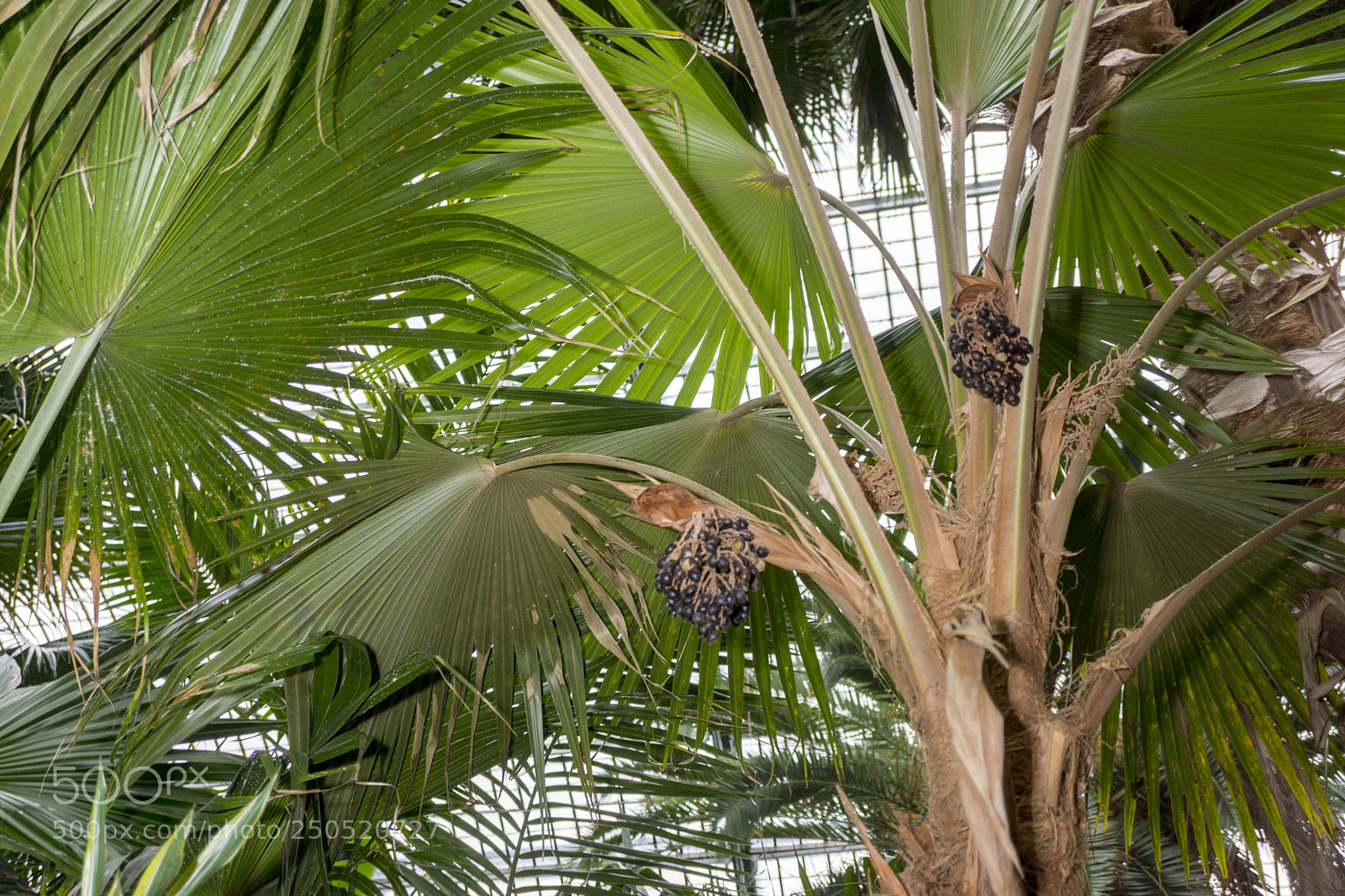 Sony Alpha NEX-7 sample photo. Palmengarten frankfurt-am-main photography
