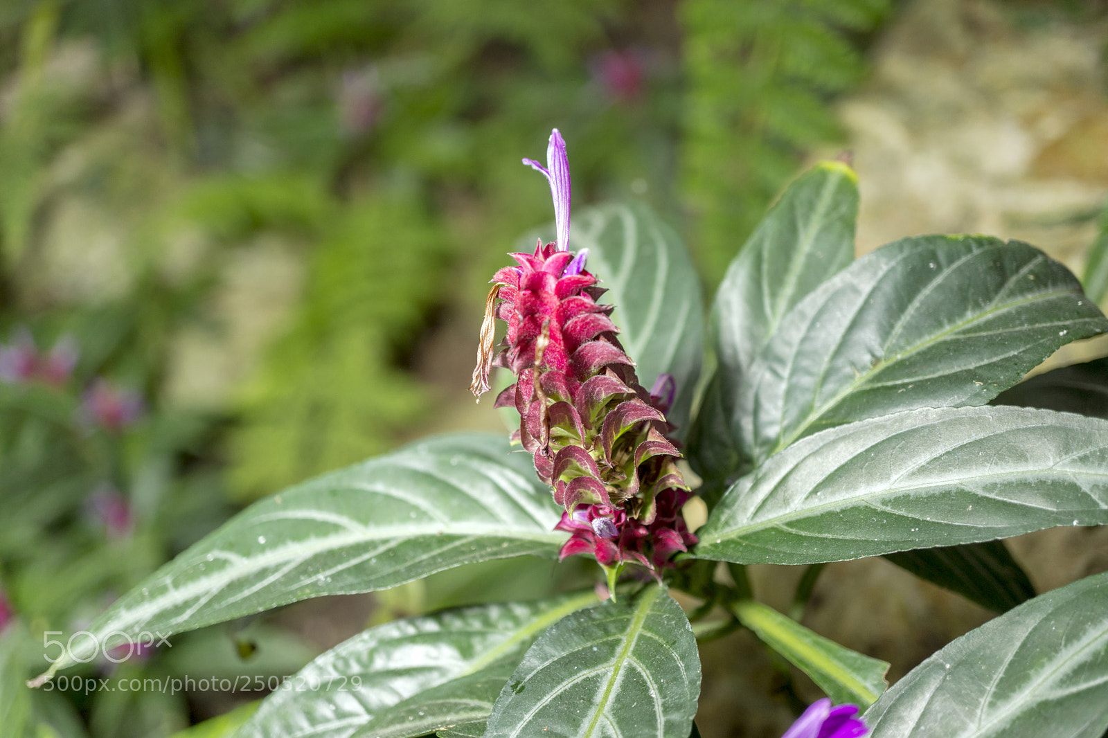 Sony Alpha NEX-7 sample photo. Palmengarten frankfurt-am-main photography